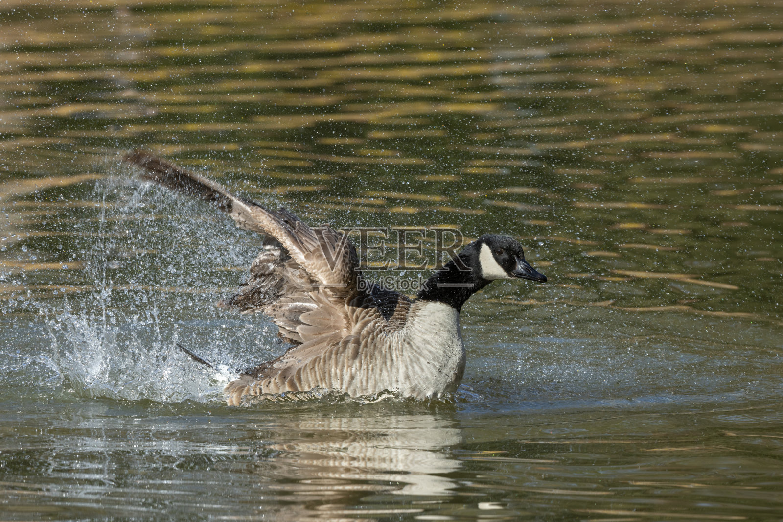黑额黑雁洗澡照片摄影图片