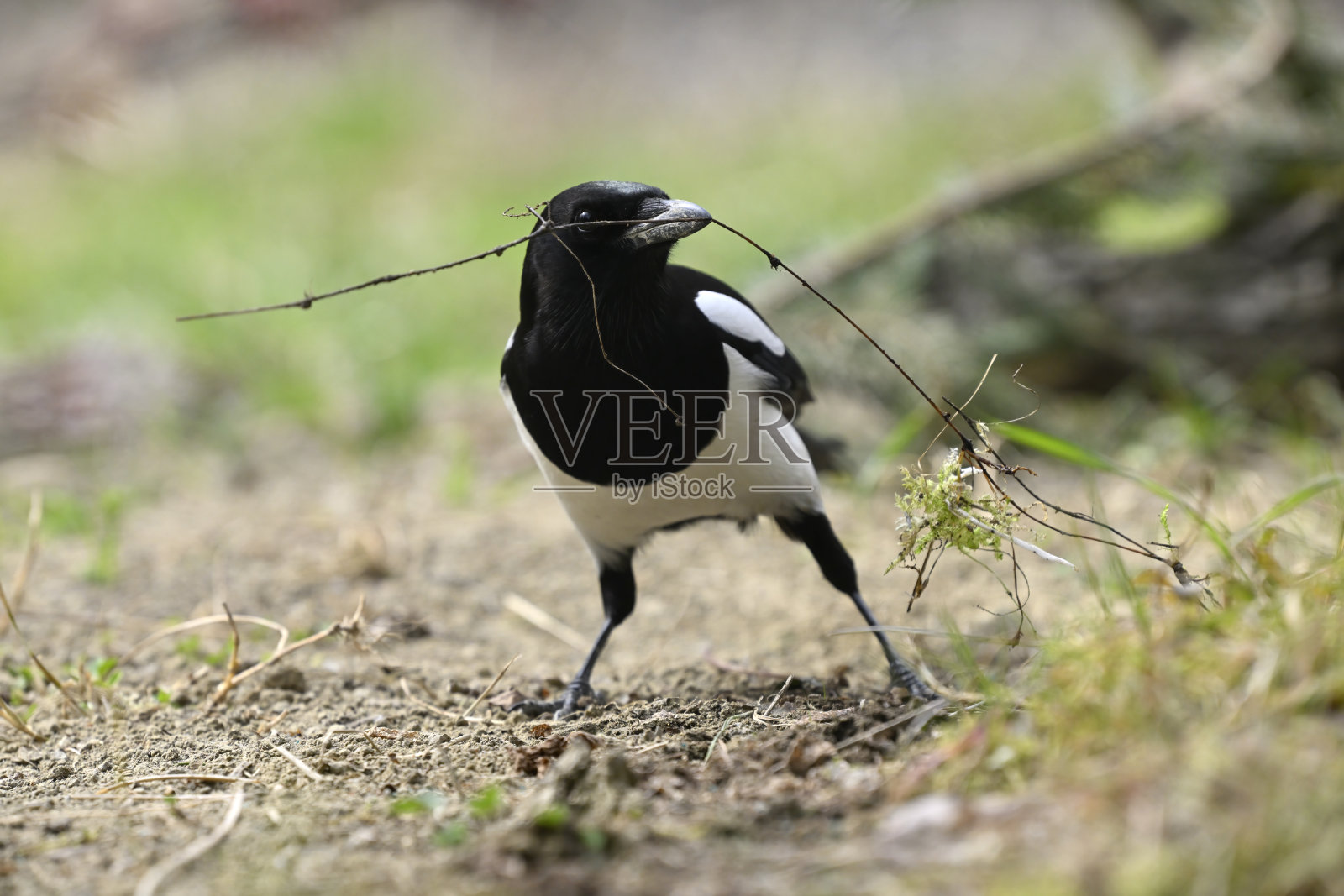 喜鹊用树枝做巢照片摄影图片