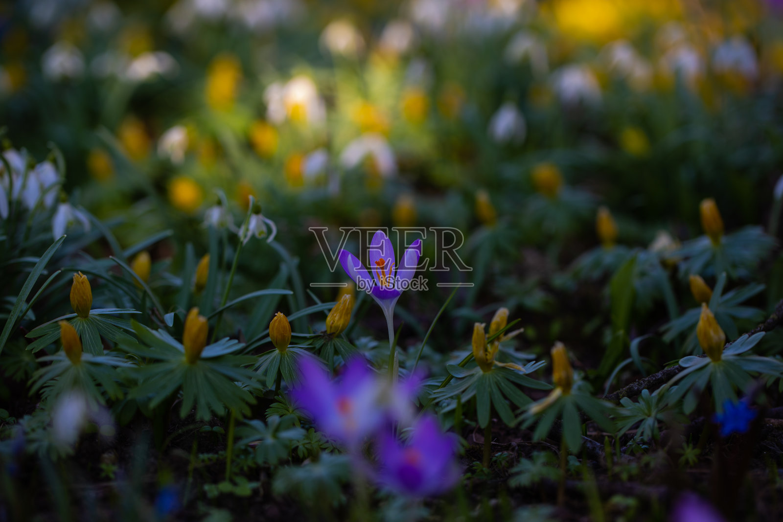 春天的草地上有番红花和雪花莲照片摄影图片