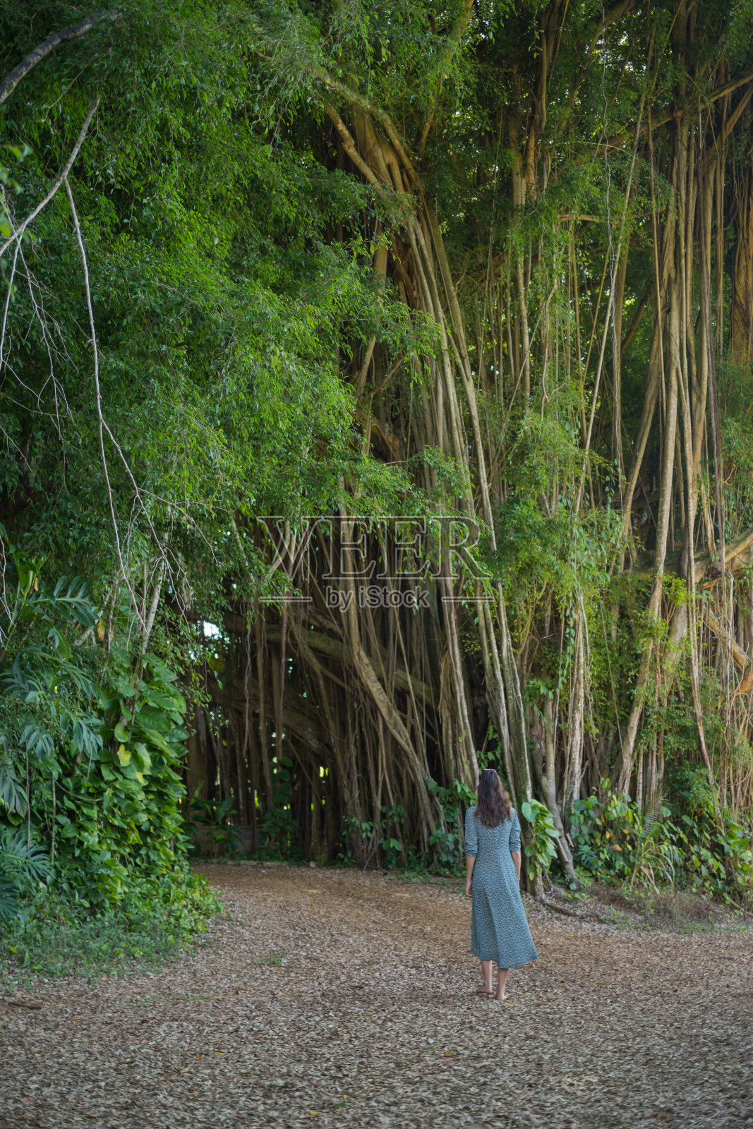 女性徒步旅行者沿着热带雨林的小径照片摄影图片