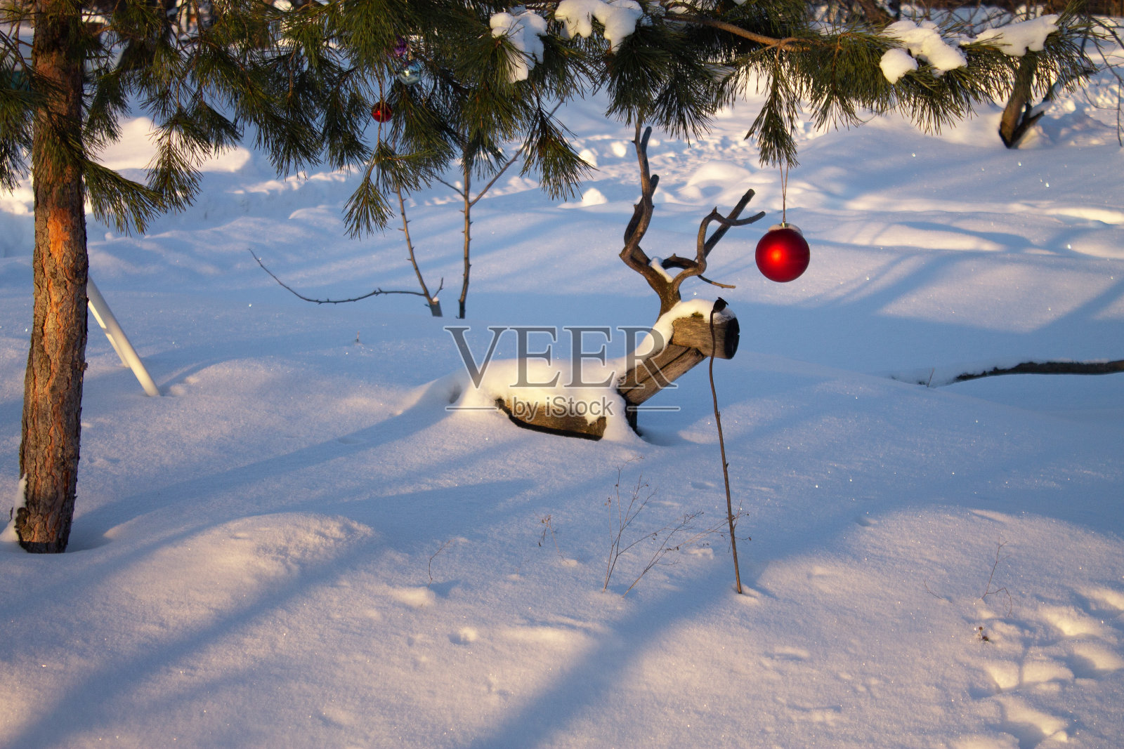 雪中松树下的木鹿照片摄影图片