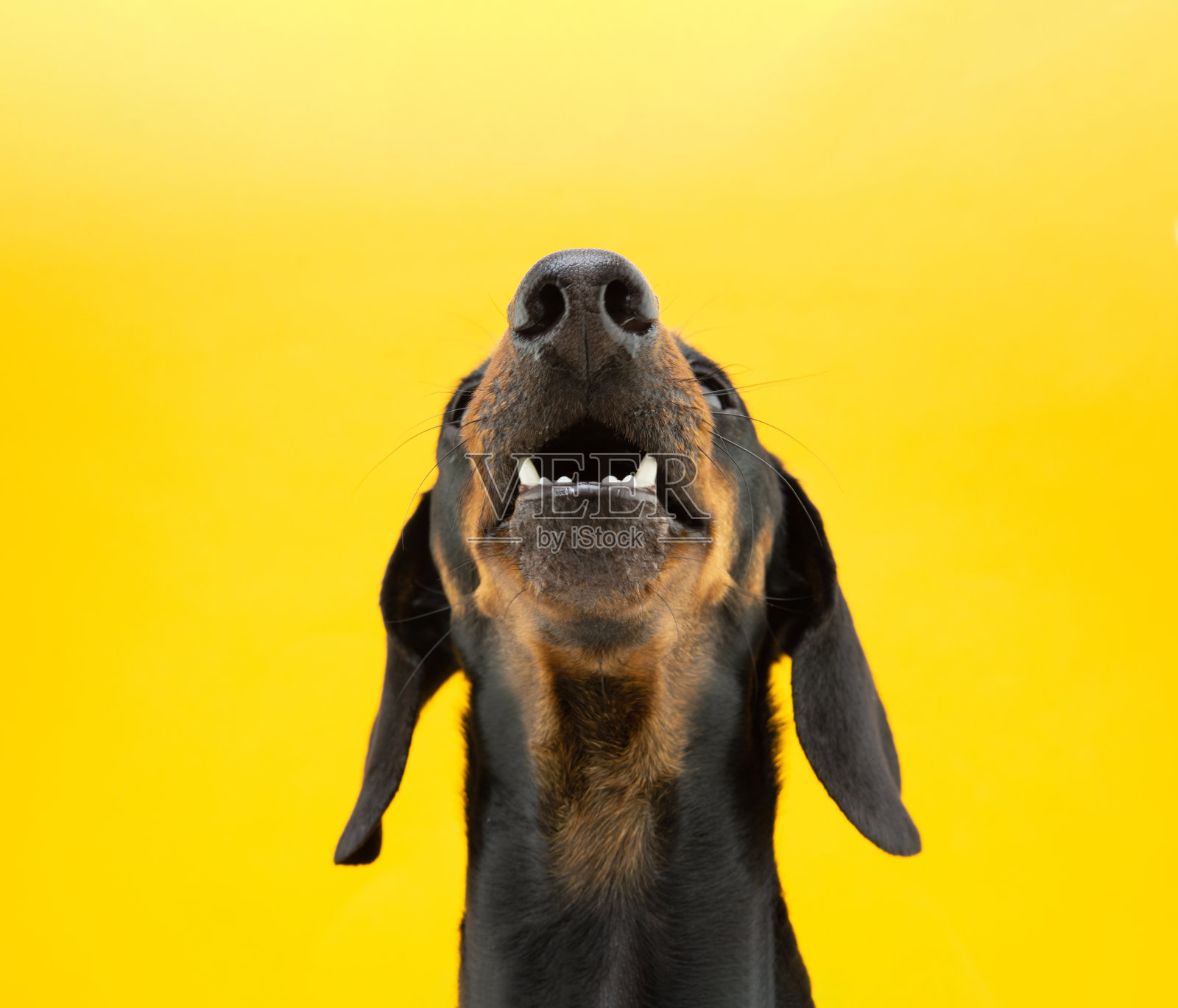 狗的鼻子和嘴乞讨食物的特写。孤立在黄色背景上照片摄影图片