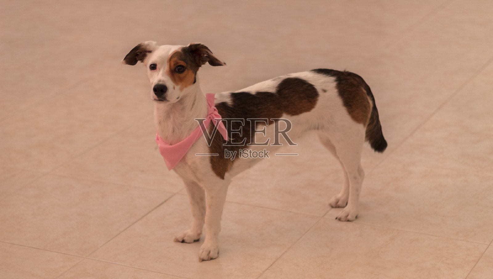 这是一只美丽的杰克罗素梗照片摄影图片