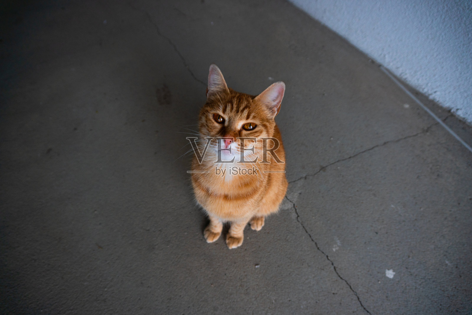 橙色猫的肖像照片摄影图片