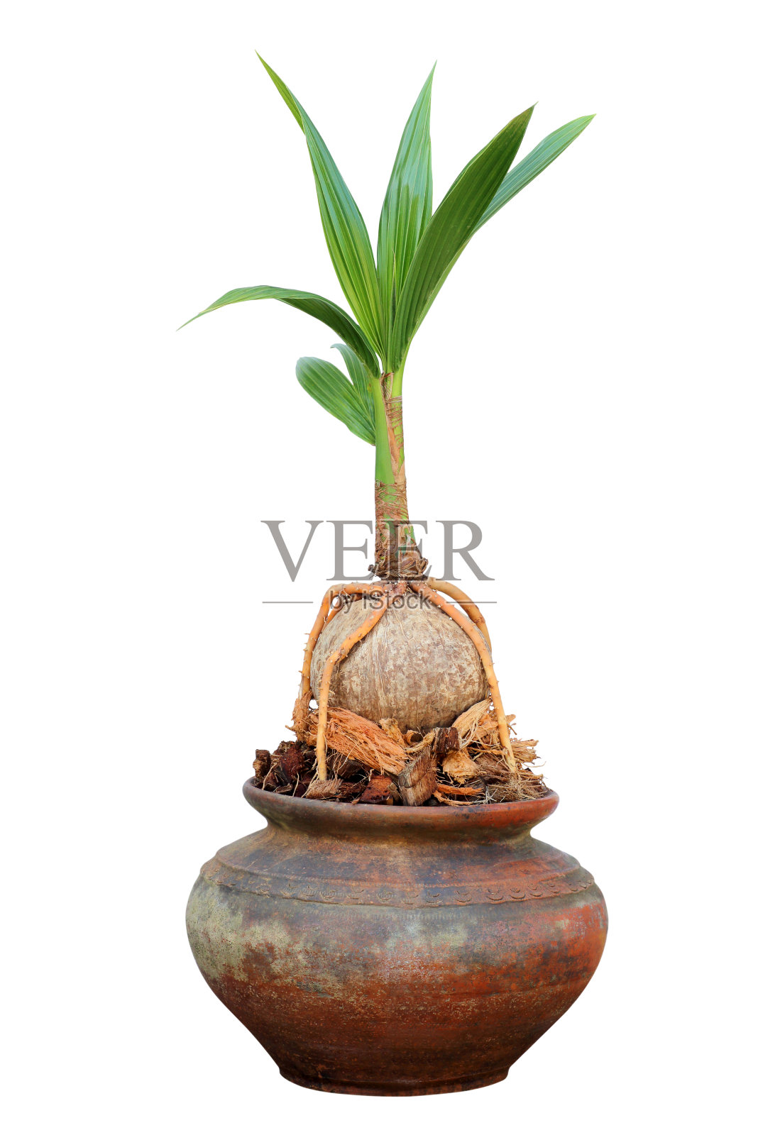 美丽的椰子盆景树花盆爱好室内家园自然花园设计在白色的背景照片摄影图片