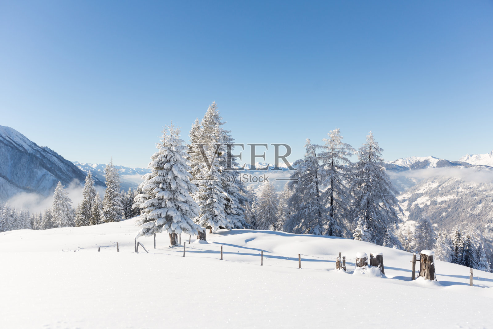 冬天的自然景观，雪覆盖冷杉树。奥地利阿尔卑斯山照片摄影图片