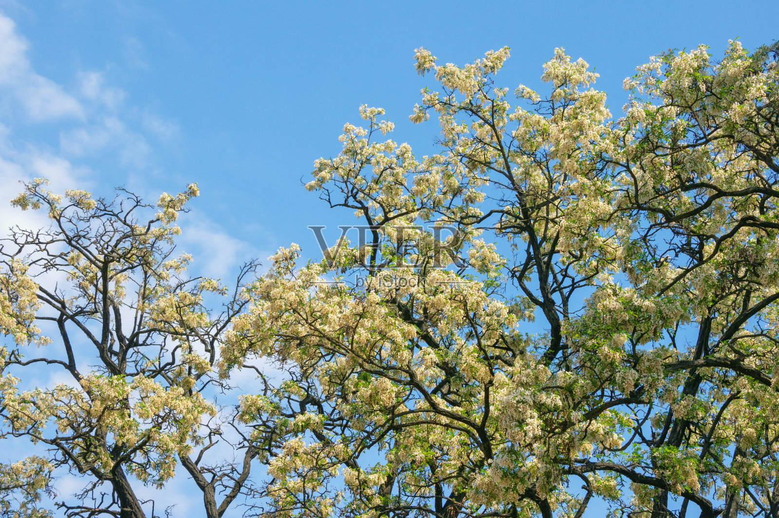 春天开花。一丛丛开着白花的刺槐树映衬着蓝天照片摄影图片