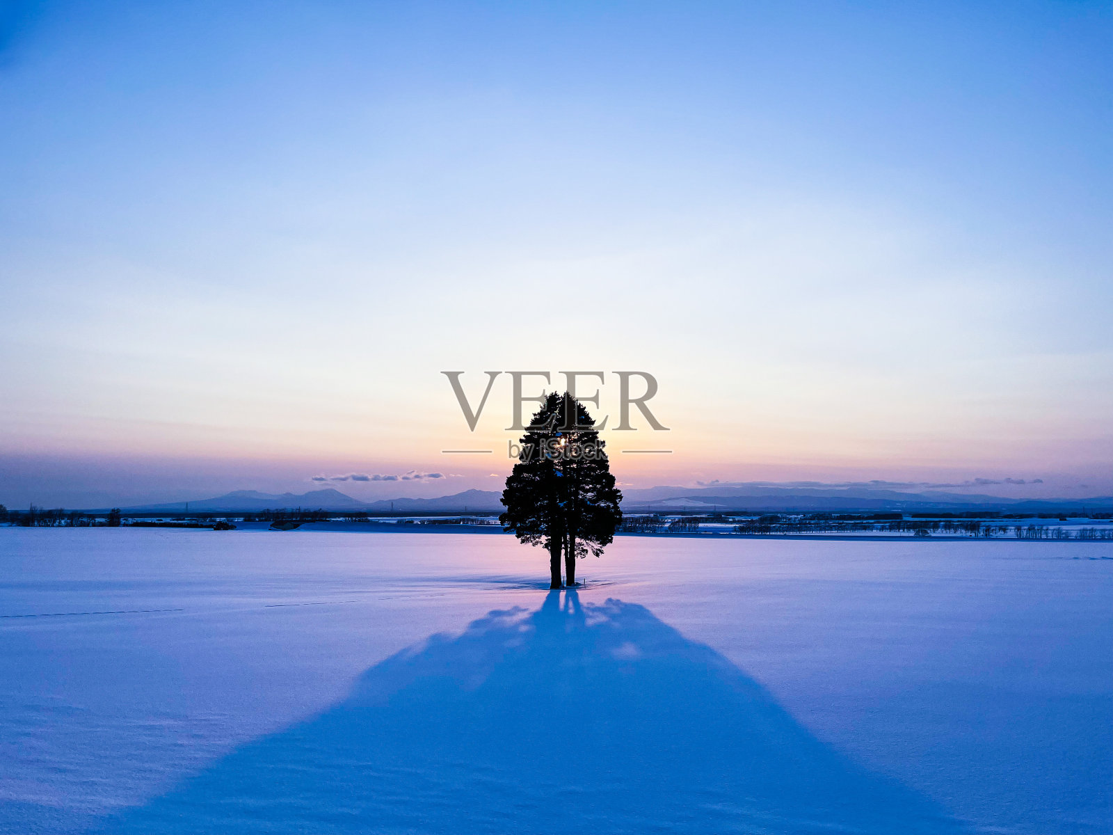 夕阳下的一棵树照片摄影图片