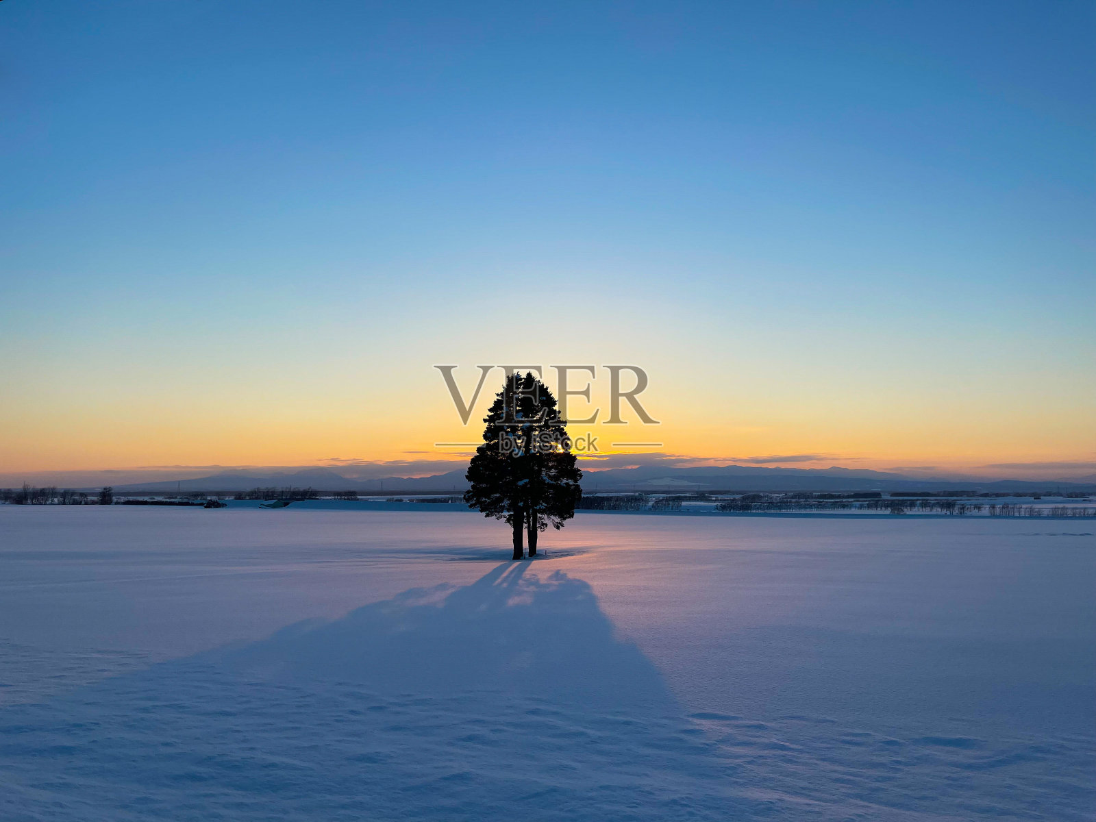 夕阳下的一棵树照片摄影图片