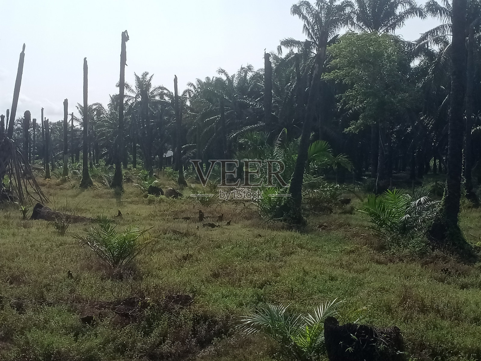 棕榈油树再植照片摄影图片