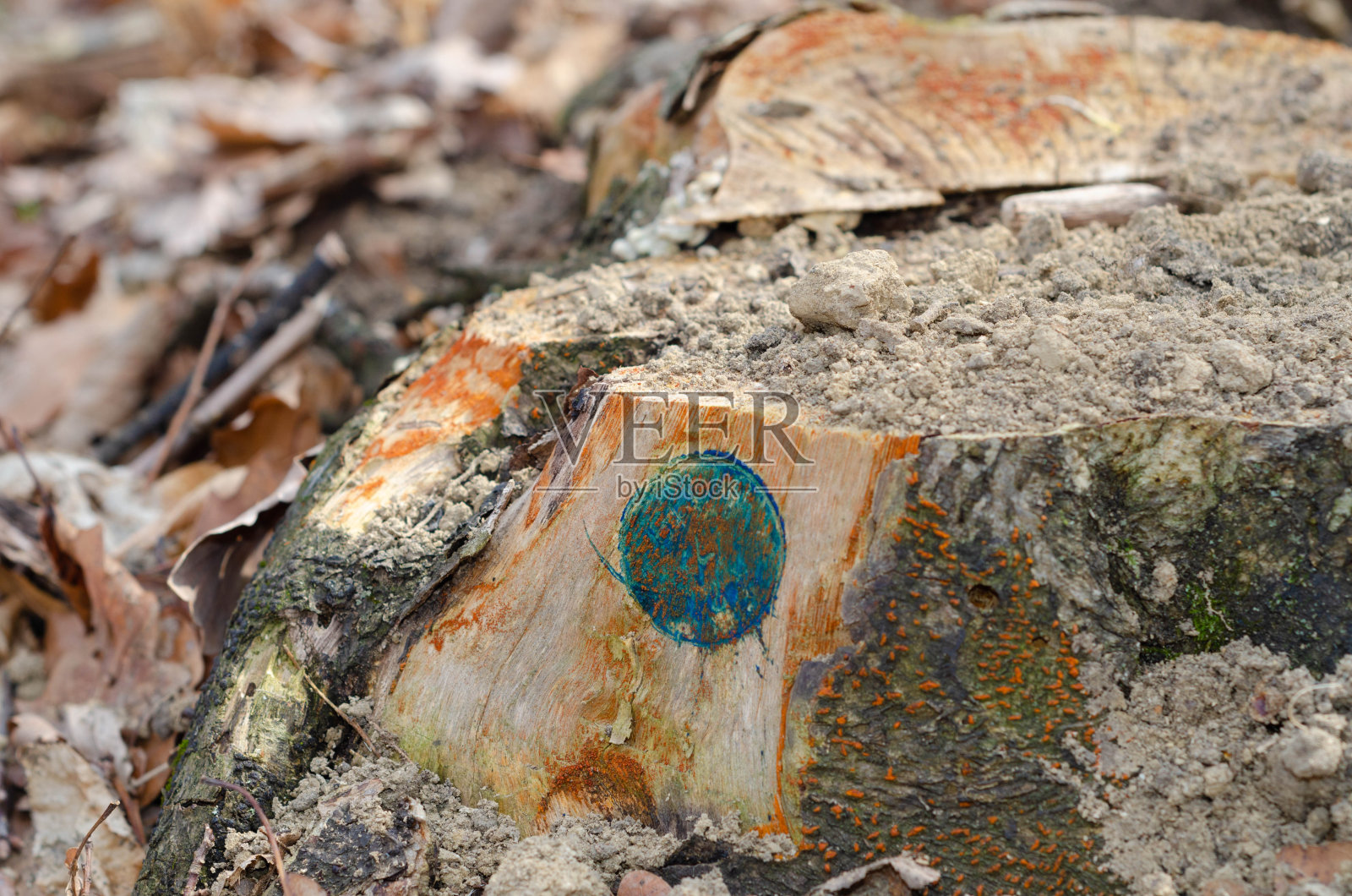 死的森林树看到蓝色的喷雾标记。和远处的树木一样，这些枯树也被标记为要砍伐和清除的地方。照片摄影图片