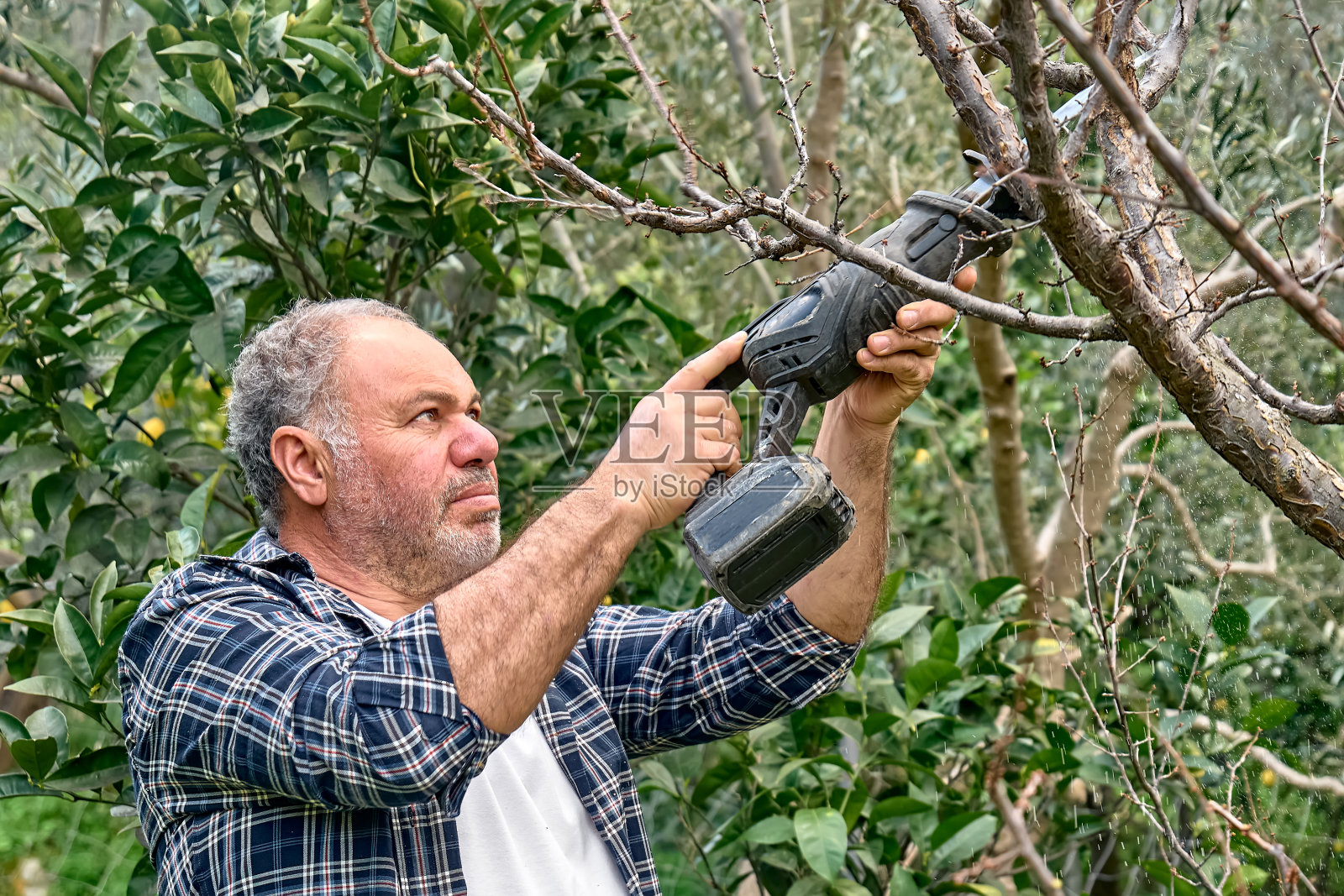 季节性修剪树木。成熟的有胡须的园丁在果园里用往复式锯修剪树木。照料花园。减少树枝。春天的园艺。照片摄影图片