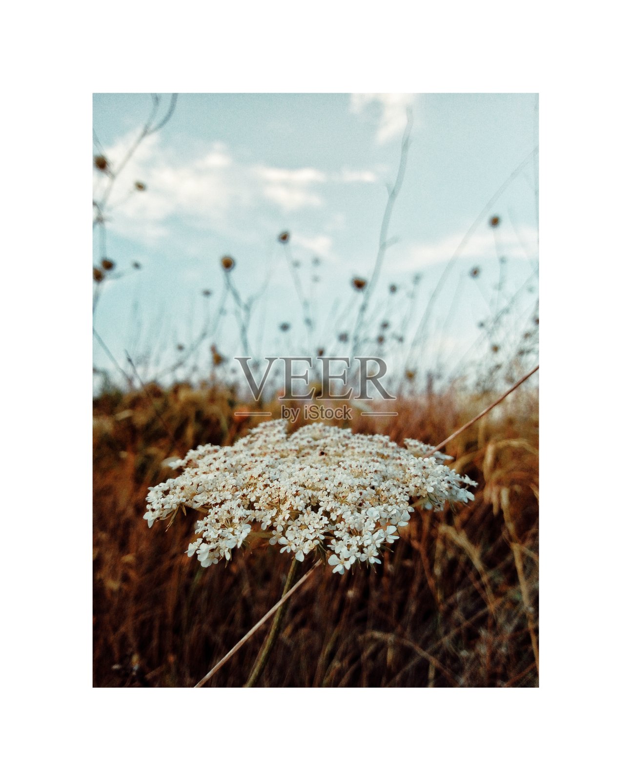 花照片摄影图片