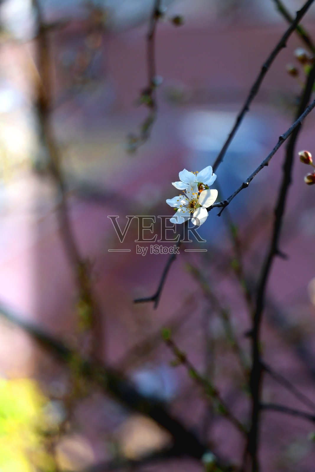 春天鲜花盛开照片摄影图片