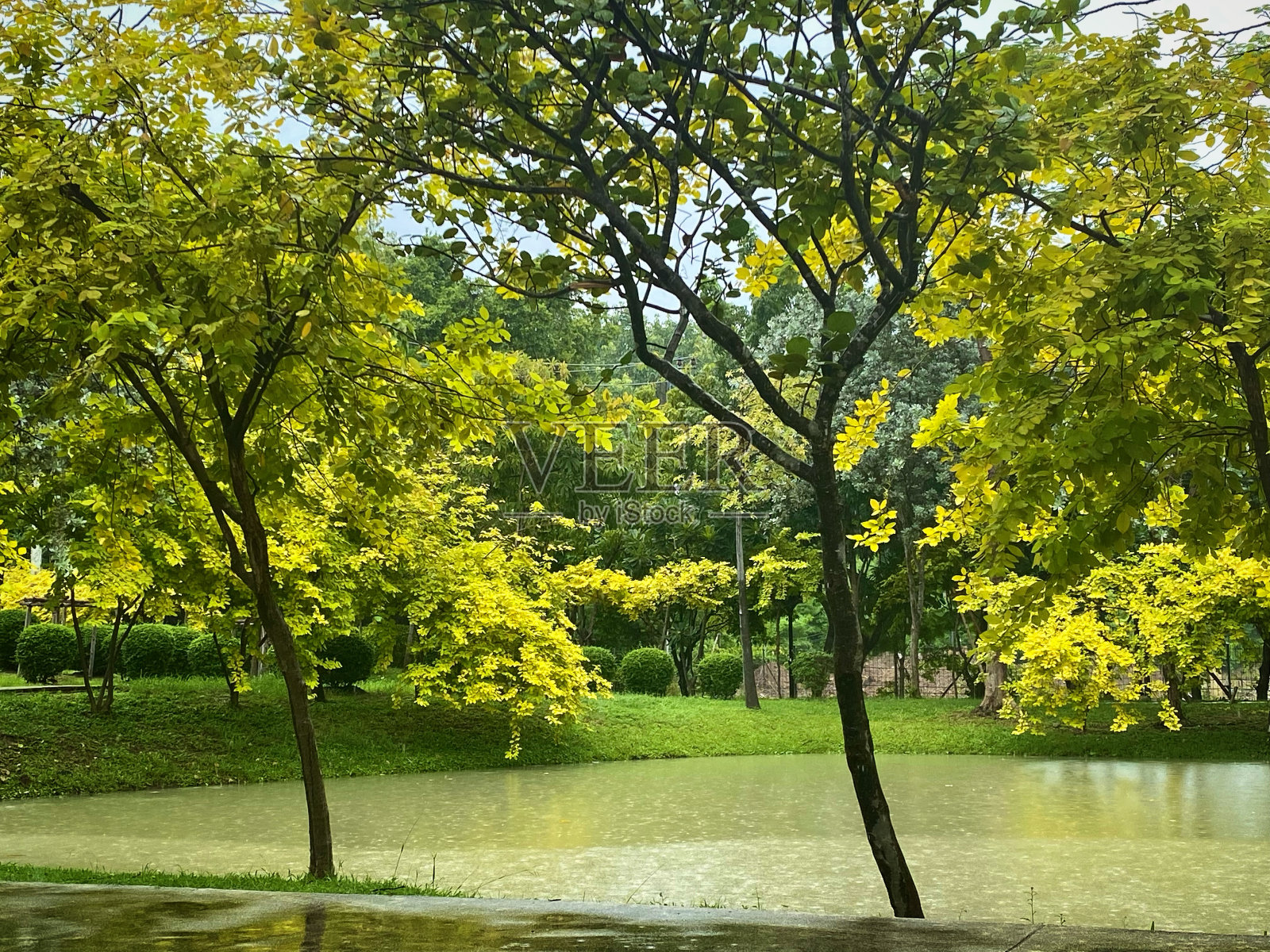 绿色的树照片摄影图片