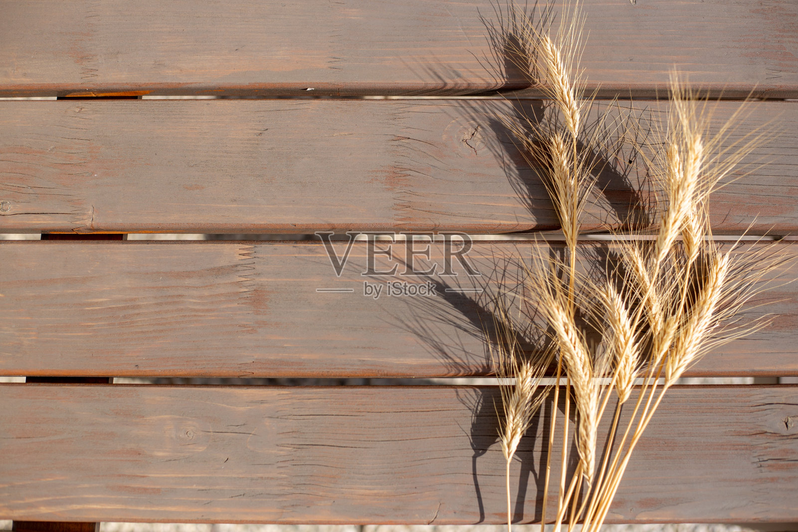 大麦照片摄影图片