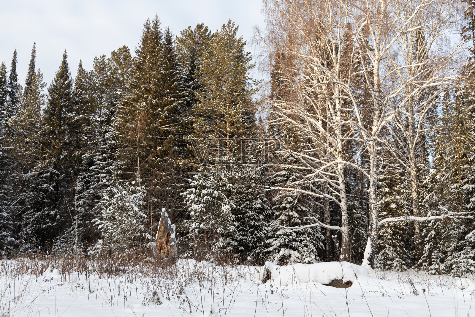 冬天的树林里，白桦树和白雪皑皑的松树枝头照片摄影图片
