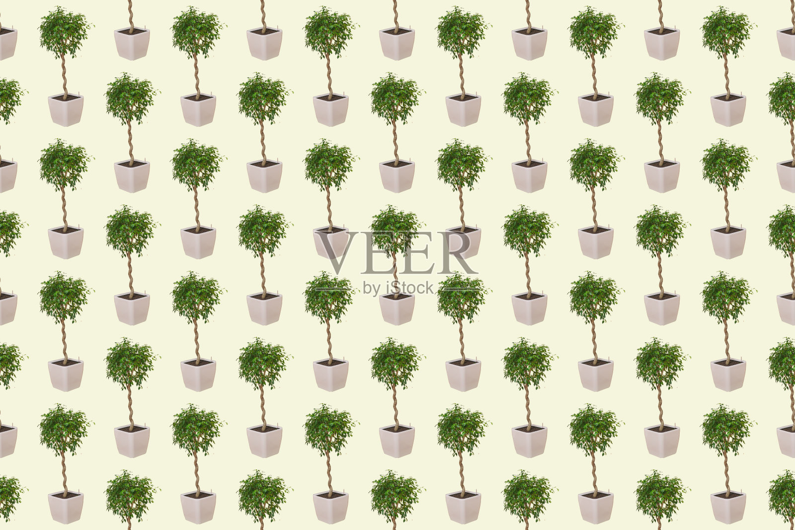 有一个不寻常的树干的榕树的图案。不寻常的扭曲树干猪尾家庭植物榕树，栽培技术为一个现代的外观在家庭园艺和装饰。照片摄影图片