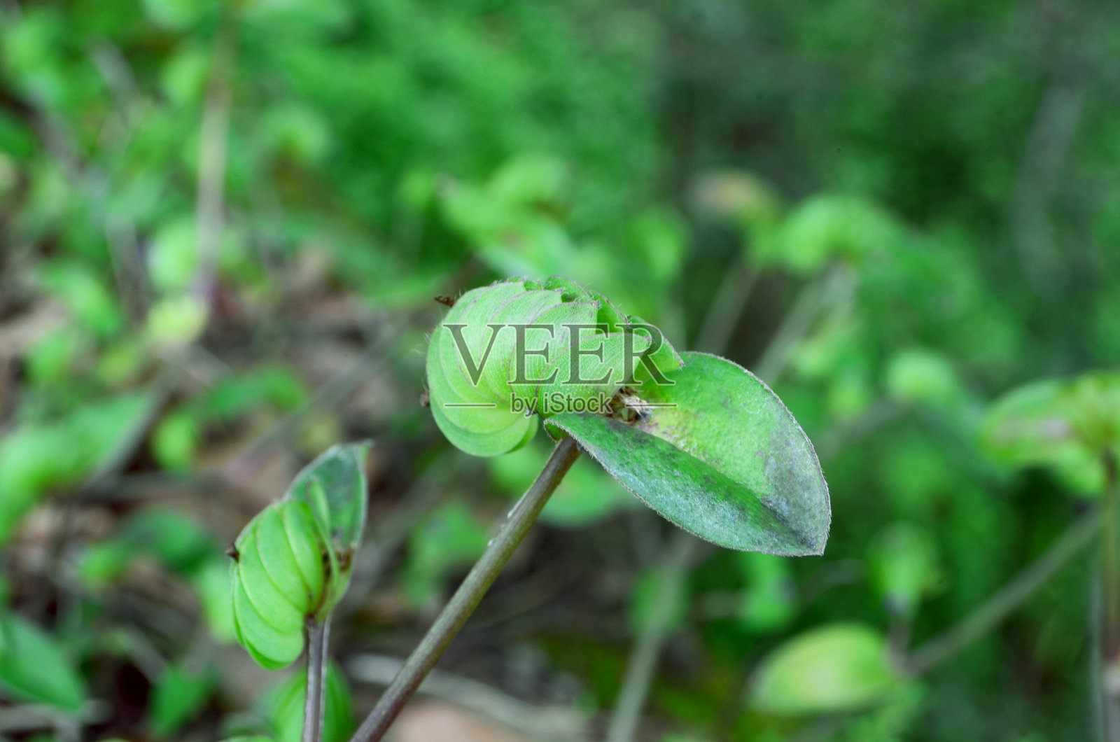 cyanotis帽海豹照片摄影图片