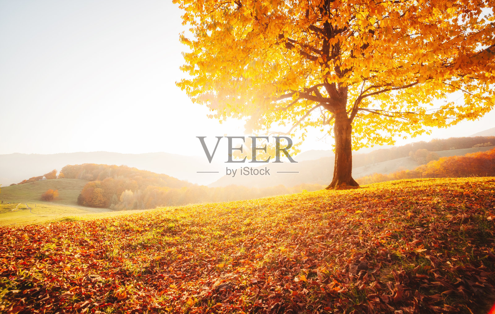 令人敬畏的秋季山毛榉树的图片。照片摄影图片