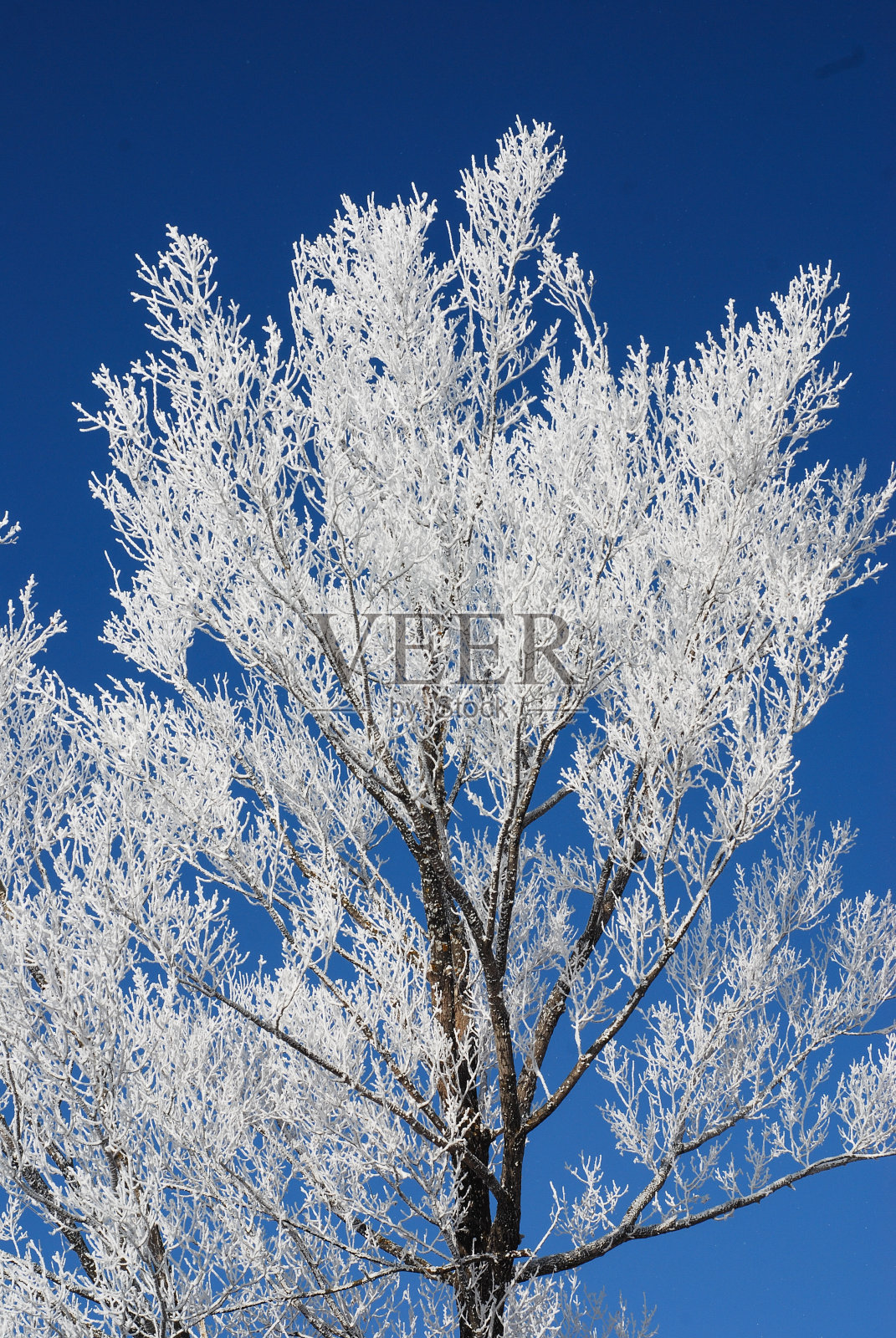和冰冷的树，Tezh Ler Lori亚美尼亚照片摄影图片
