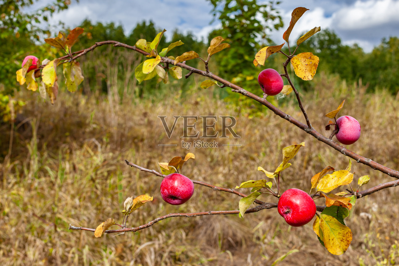 森林里的野苹果树枝照片摄影图片