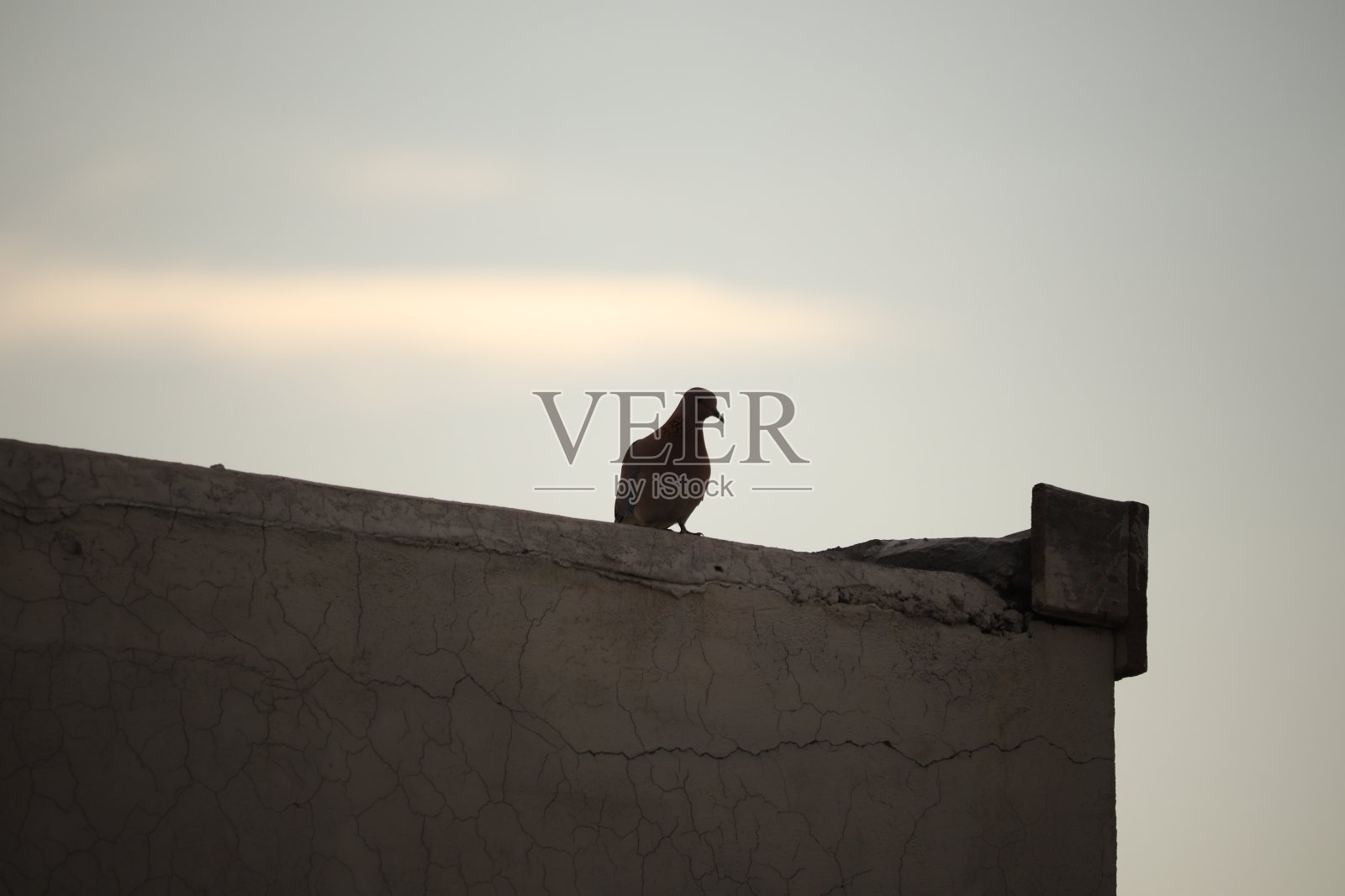 小鸟照片摄影图片