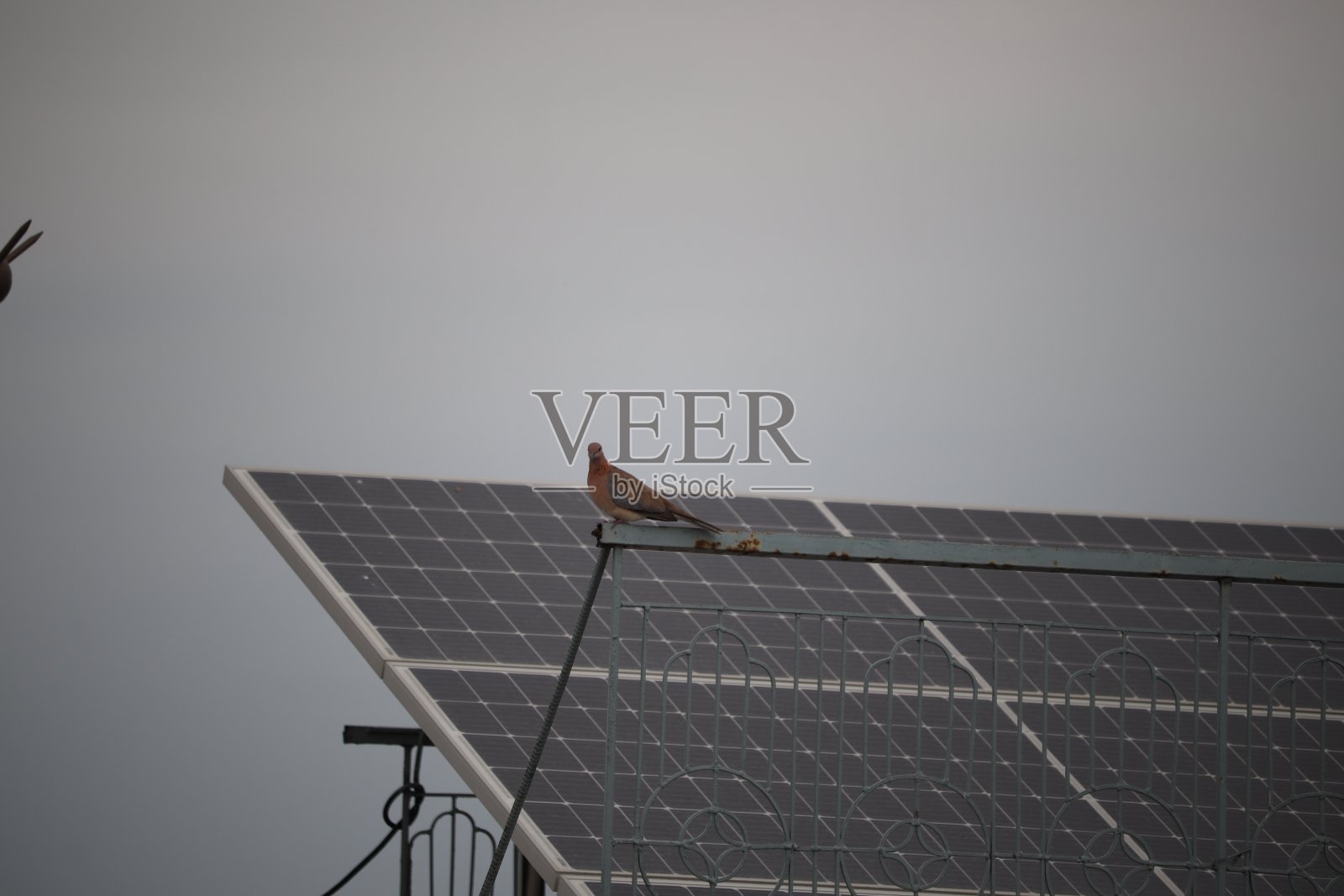 小鸟照片摄影图片