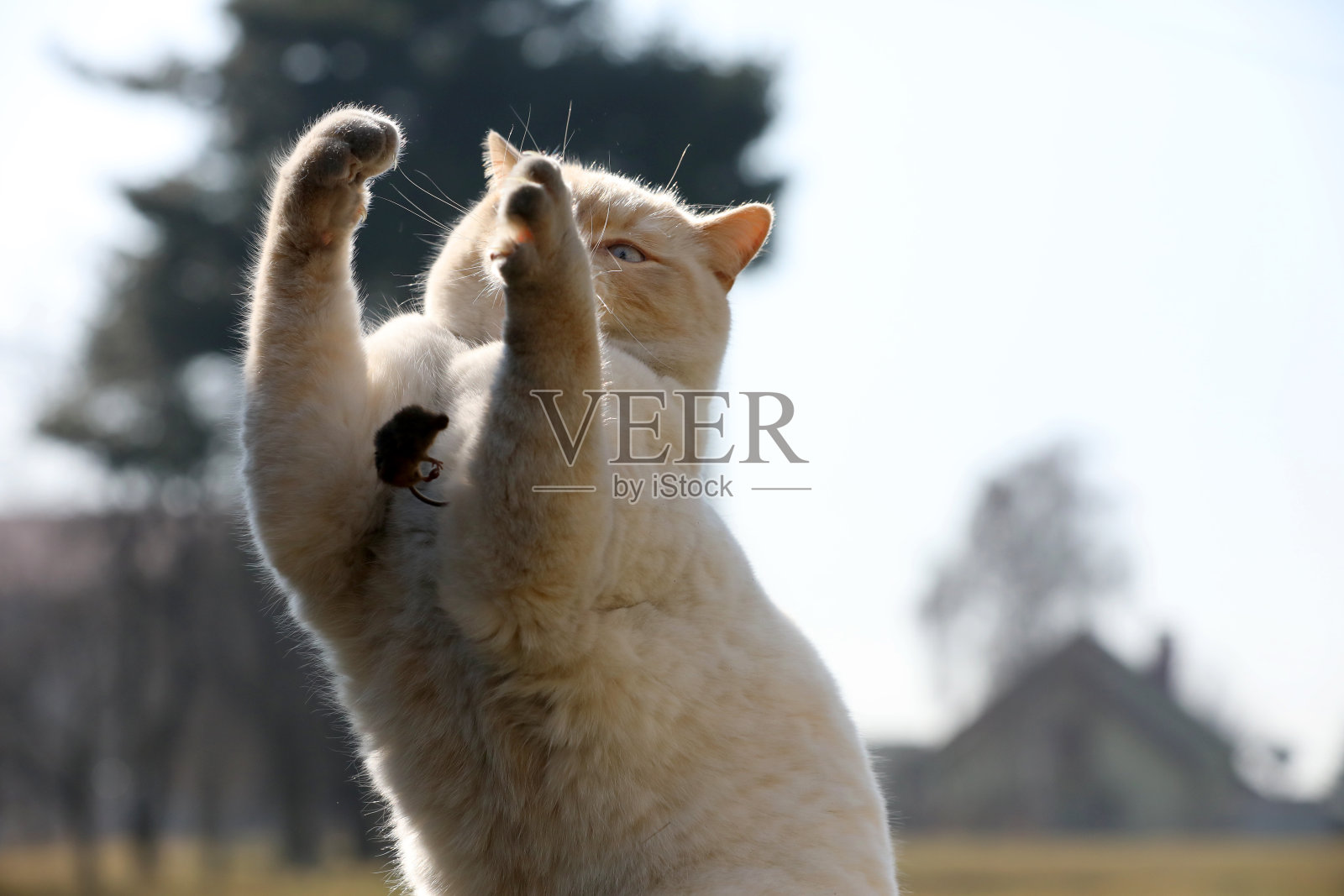 一只白色的英国猫，和一只小老鼠玩耍照片摄影图片