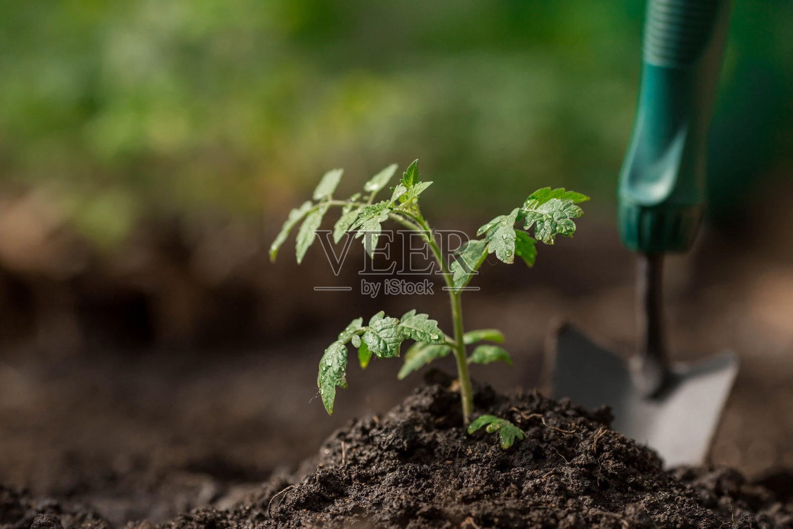有幼苗的土壤。在地上种植幼苗。附近有一把抹刀。农业和收获的概念。特写镜头。照片摄影图片