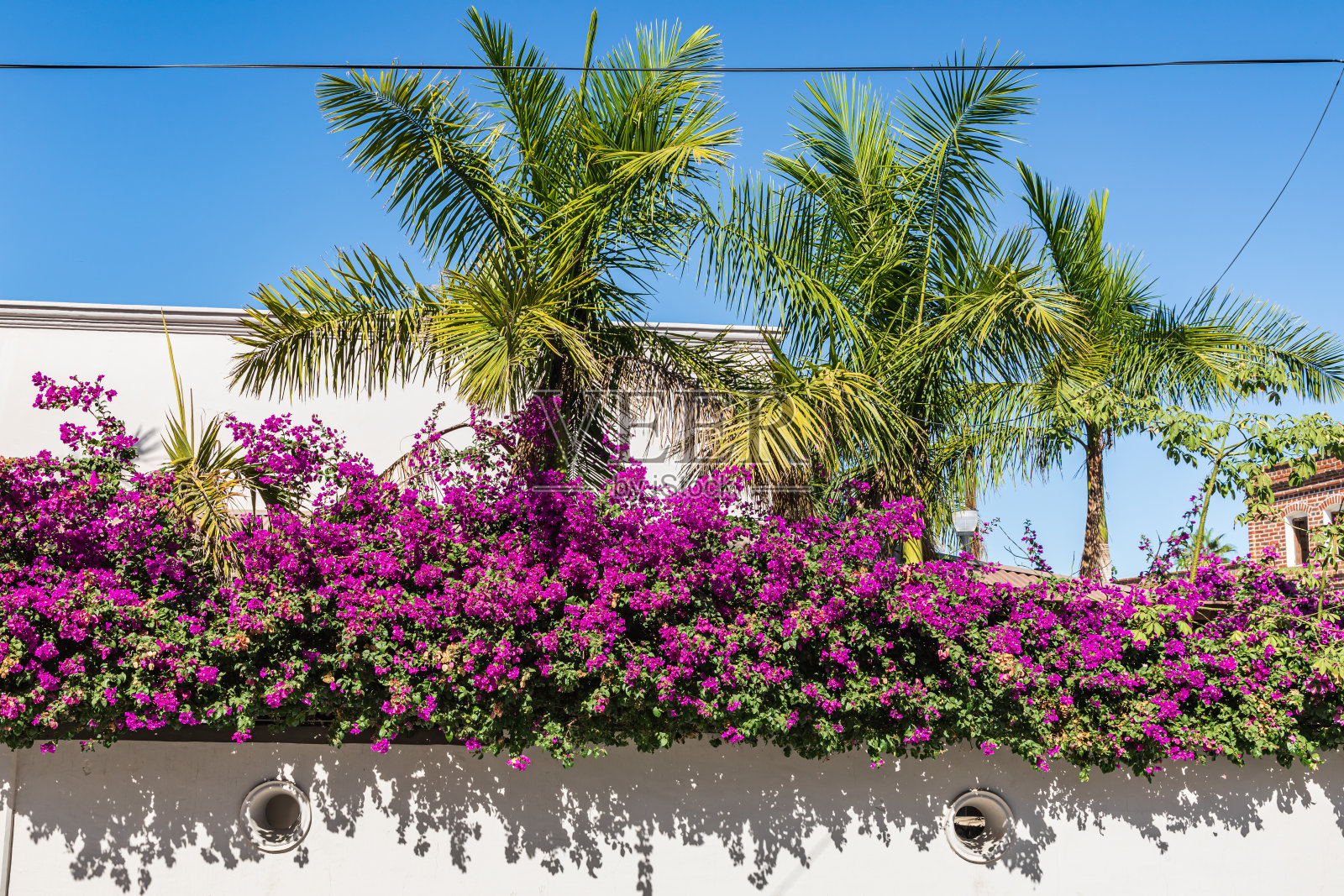 托多斯桑托斯的紫色花朵和棕榈树。照片摄影图片