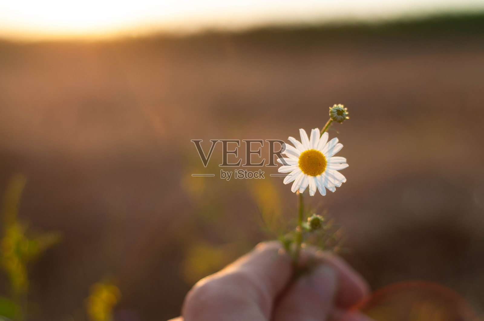 在阳光明媚的夏日，手捧一束甘菊照片摄影图片