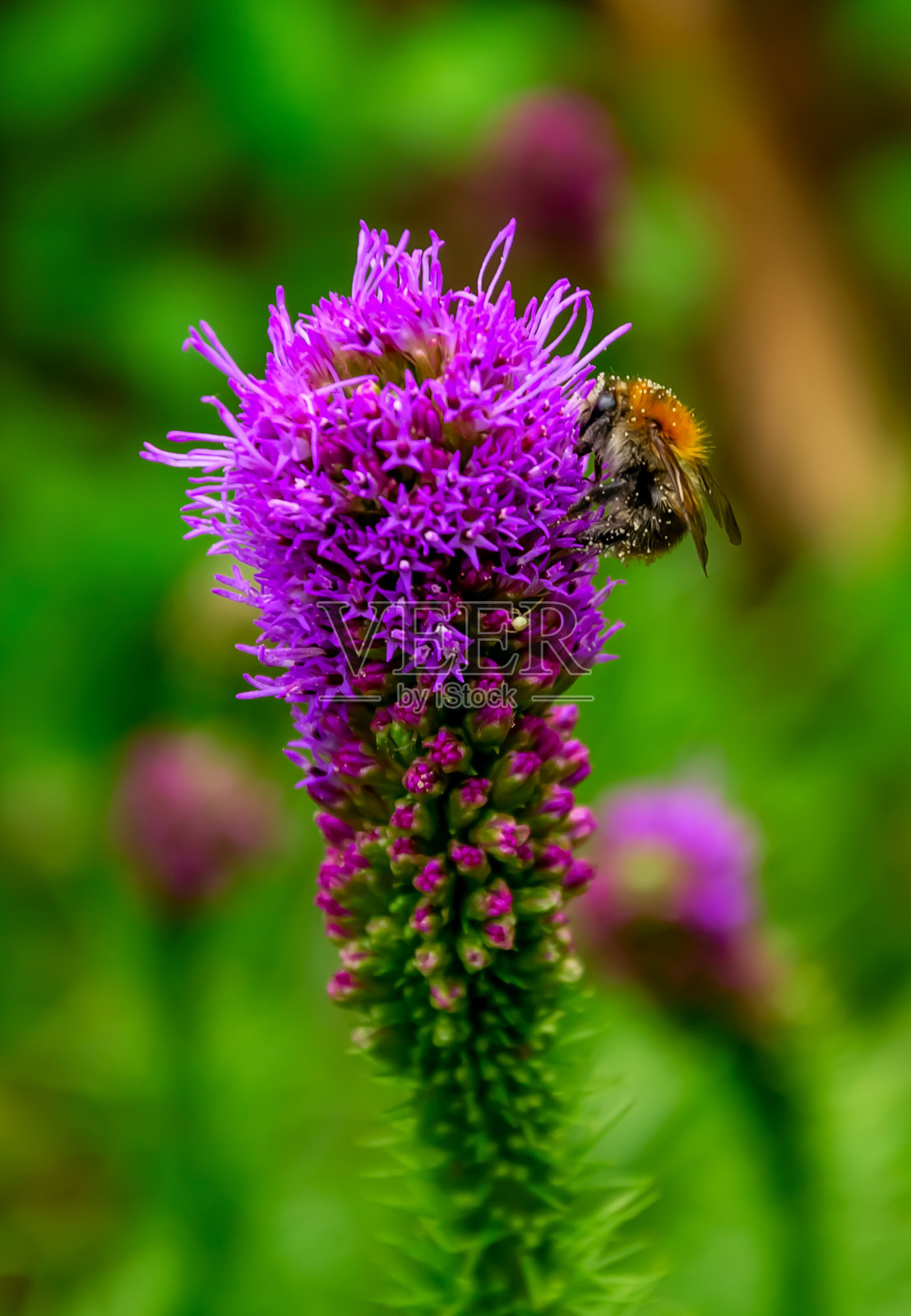 一只蜜蜂坐在它的花上。照片摄影图片