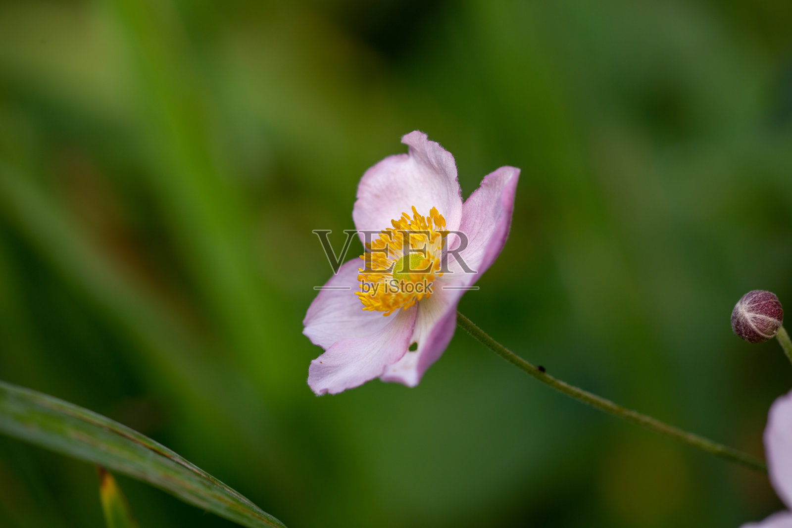 淡粉色海葵花夏季微距摄影照片摄影图片