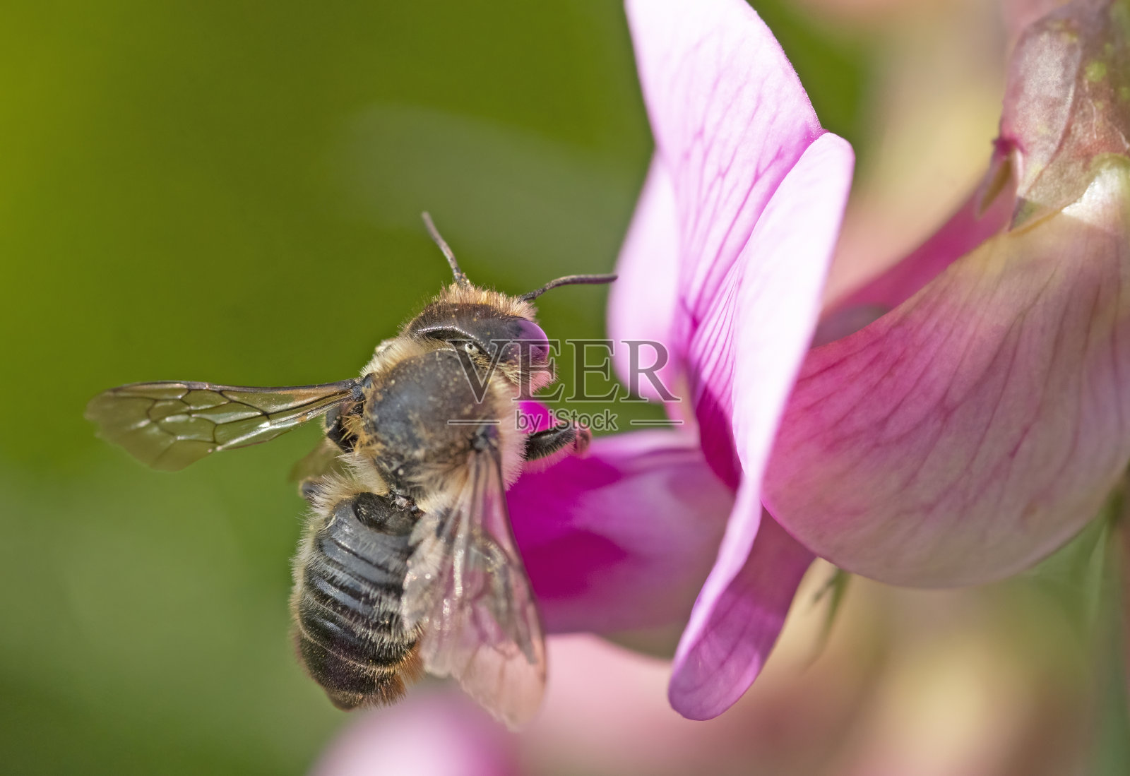 一只蜜蜂在一颗多年生的粉红色甜豌豆上照片摄影图片