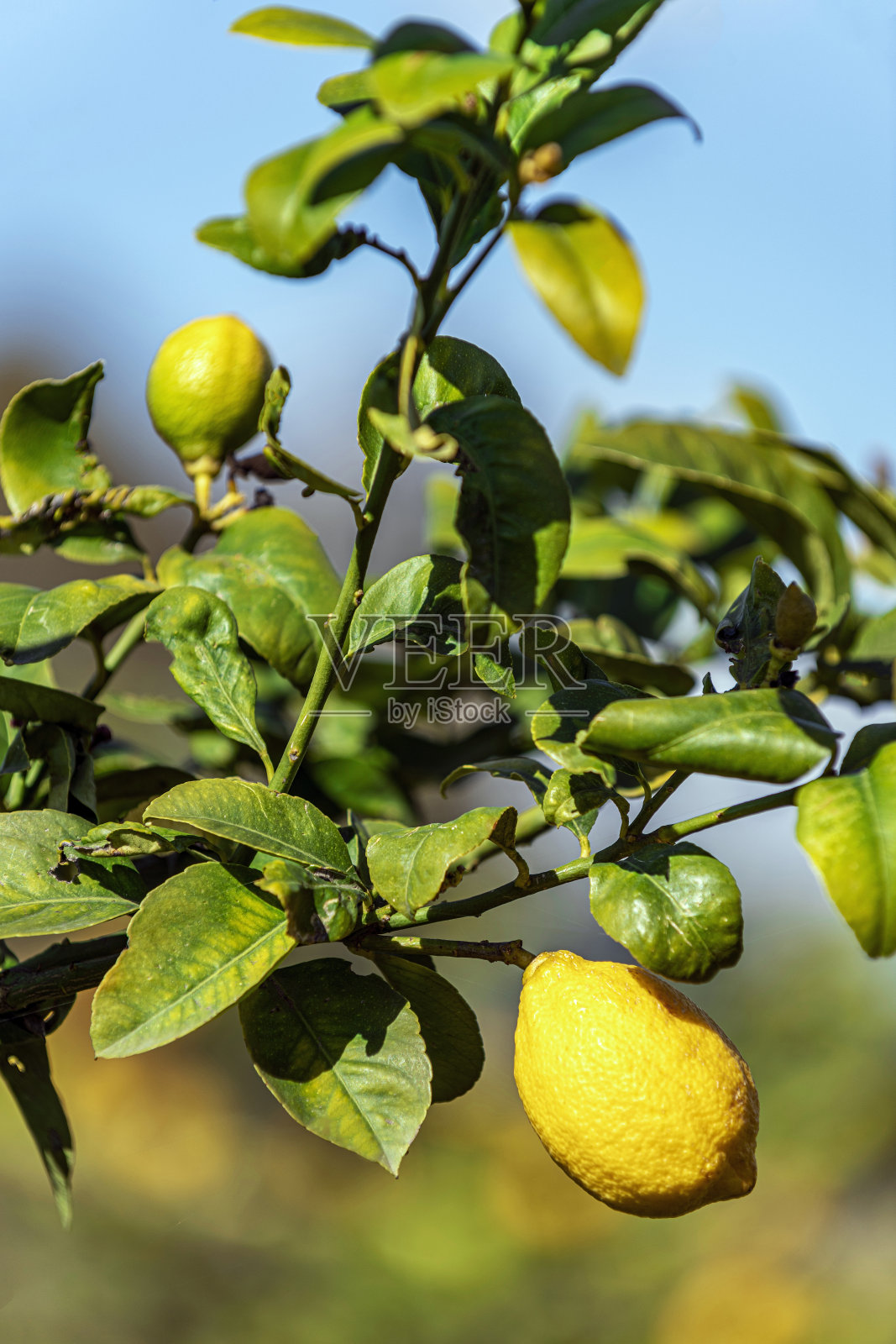 新鲜的橘子挂在树枝前的蓝天照片摄影图片
