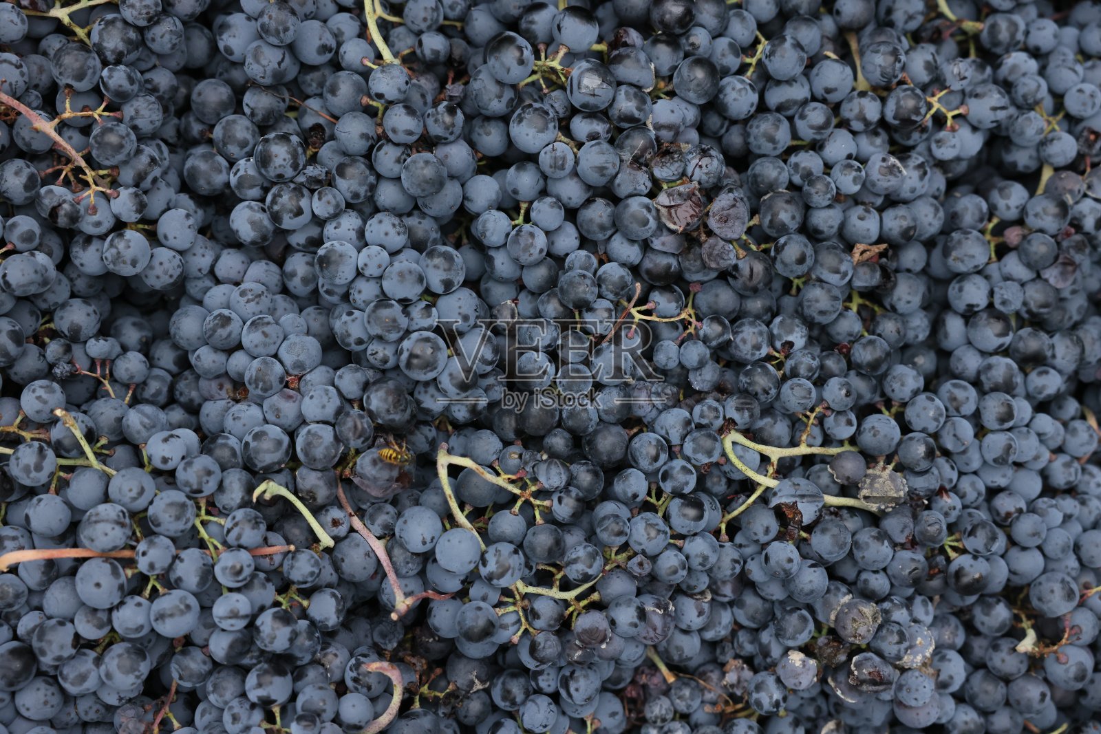 成熟的葡萄照片摄影图片