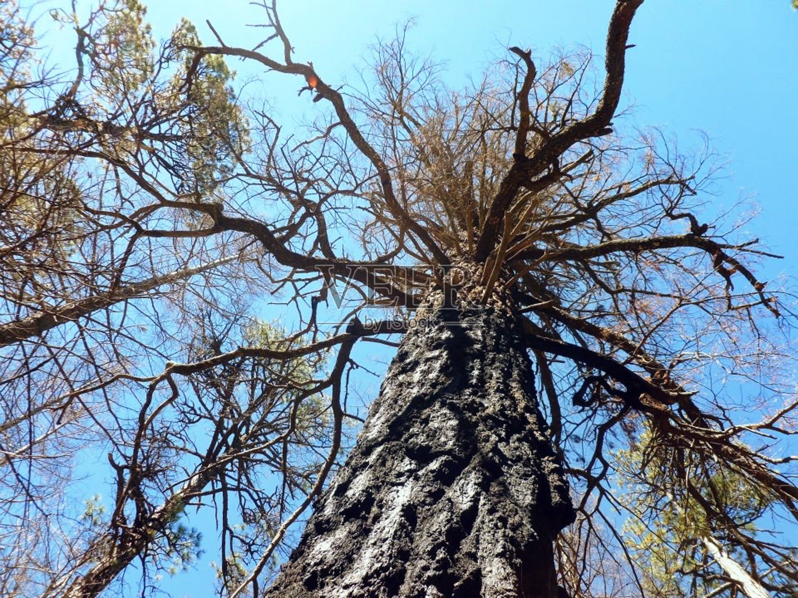 低角度的树照片摄影图片