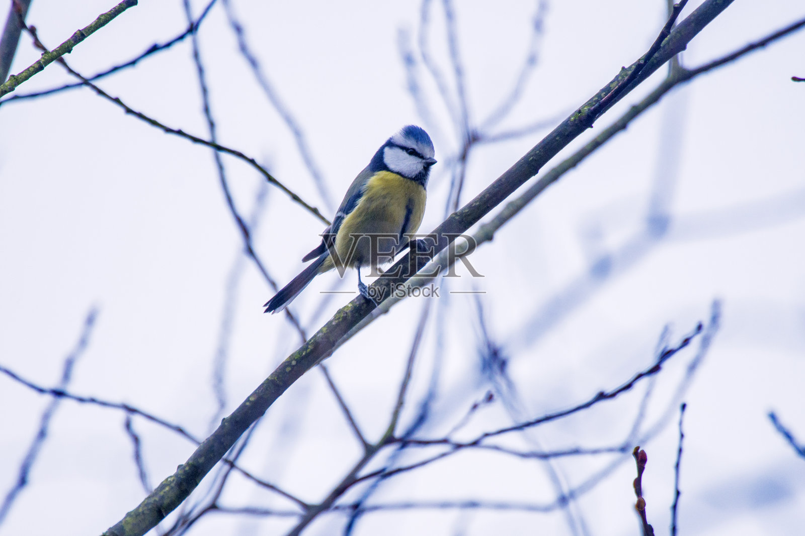 欧亚蓝山雀在欧洲的德国拍摄。照片拍摄于2016年。照片摄影图片