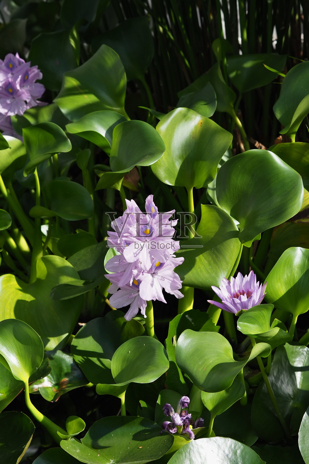 圣莲(莲)和水葫芦(水葫芦)照片摄影图片