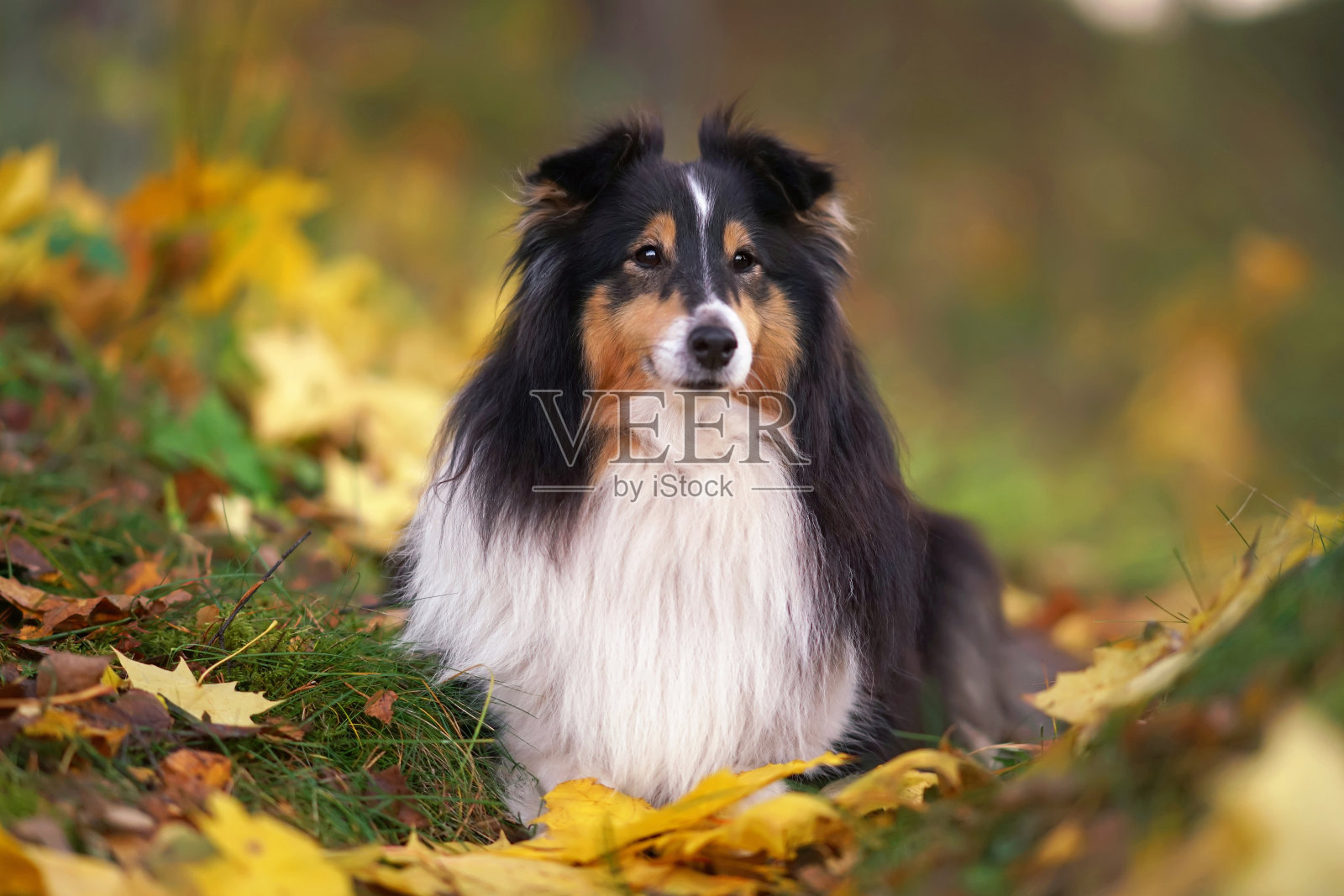 可爱的三色牧羊犬在户外摆姿势，躺在绿色的草地上黄色的枫叶秋天照片摄影图片