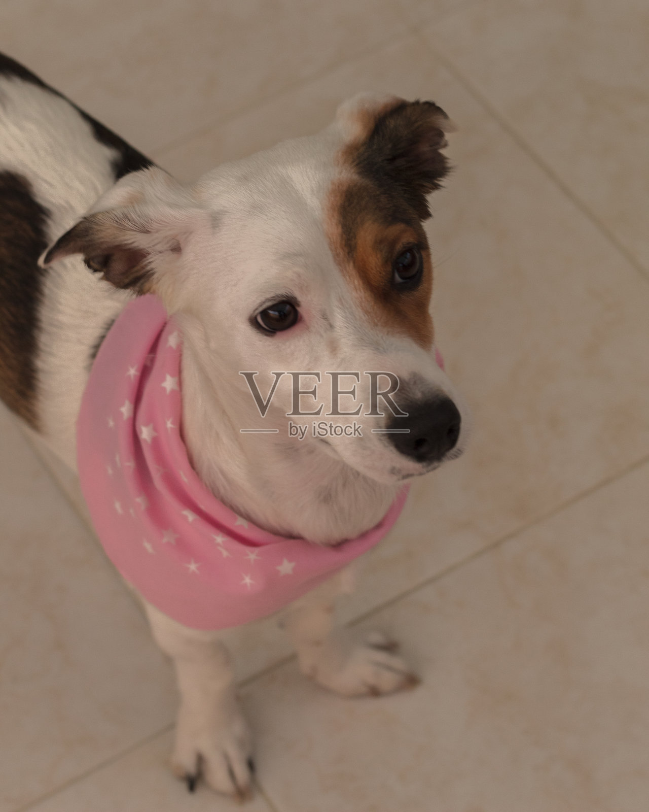 美丽的杰克罗素梗狗与粉红色的大手帕照片摄影图片