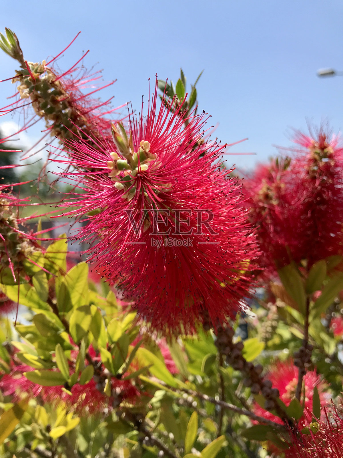 洗瓶刷树照片摄影图片