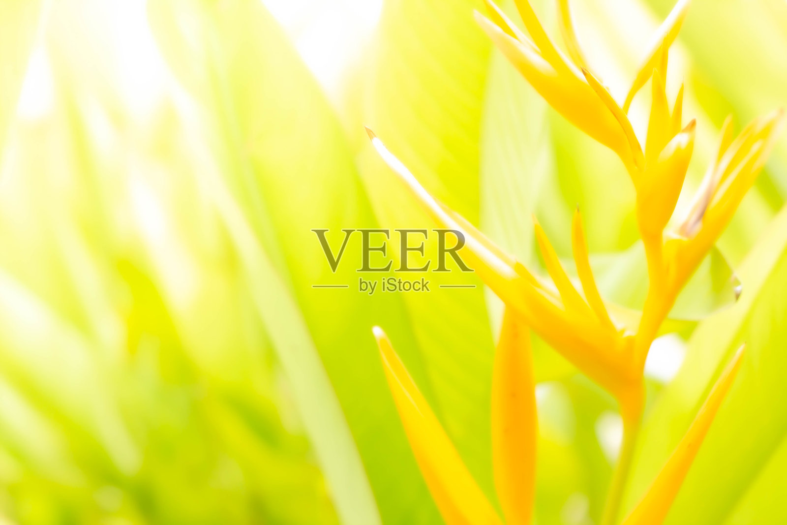 Heliconia花的抽象模糊照片摄影图片