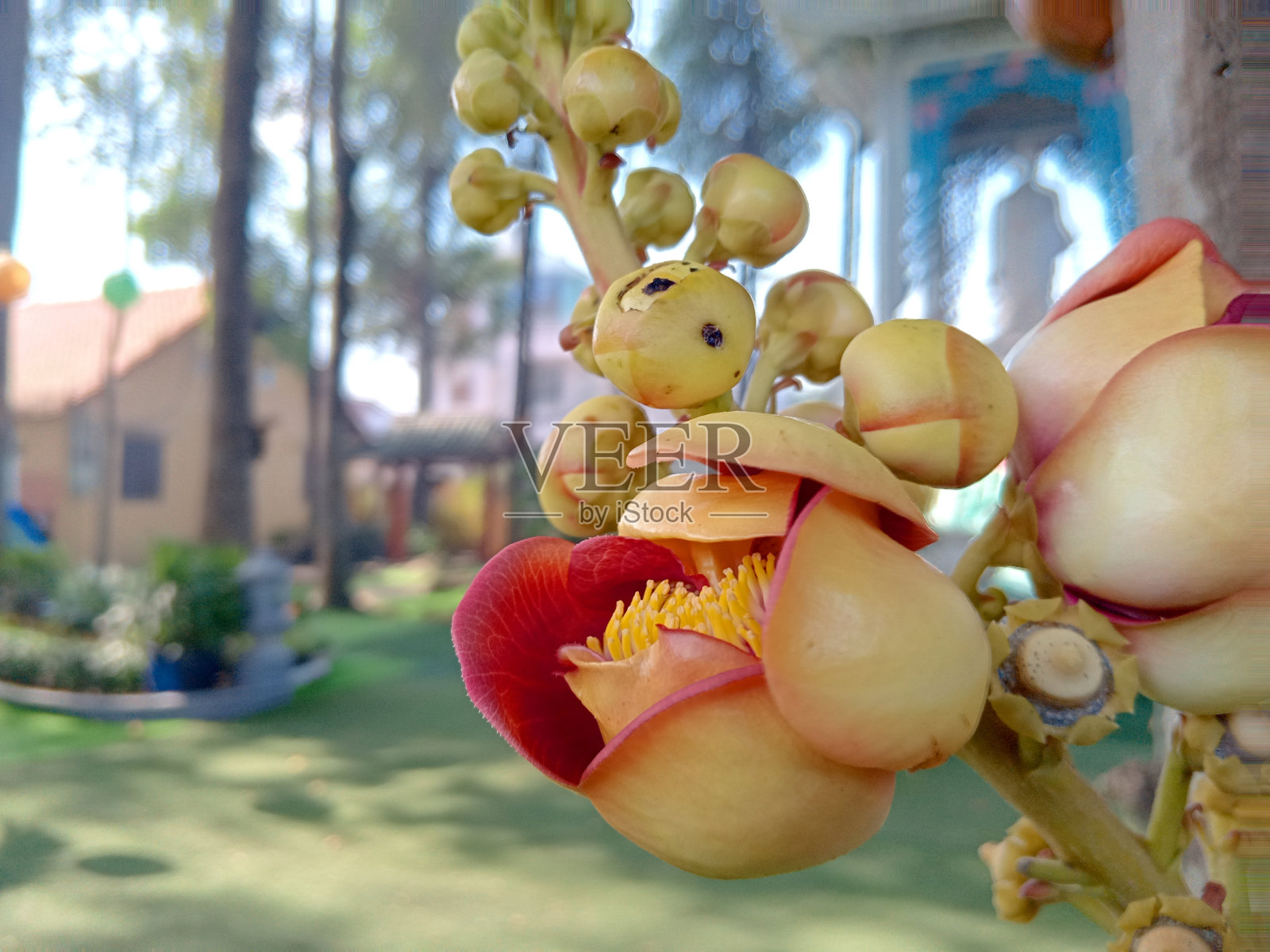 毛绒玩具特写照片摄影图片