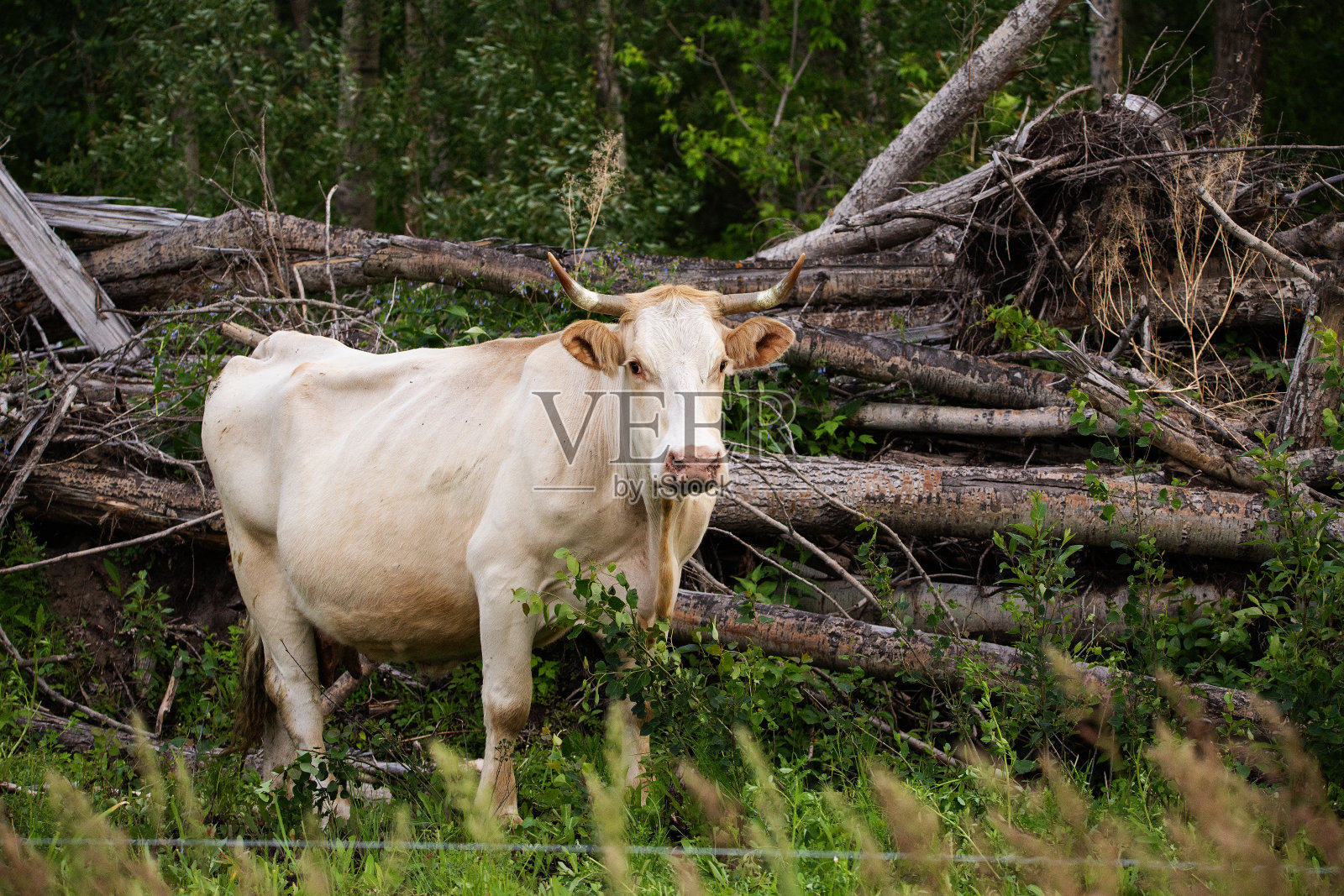 绿色森林边的一头长角的白母牛照片摄影图片