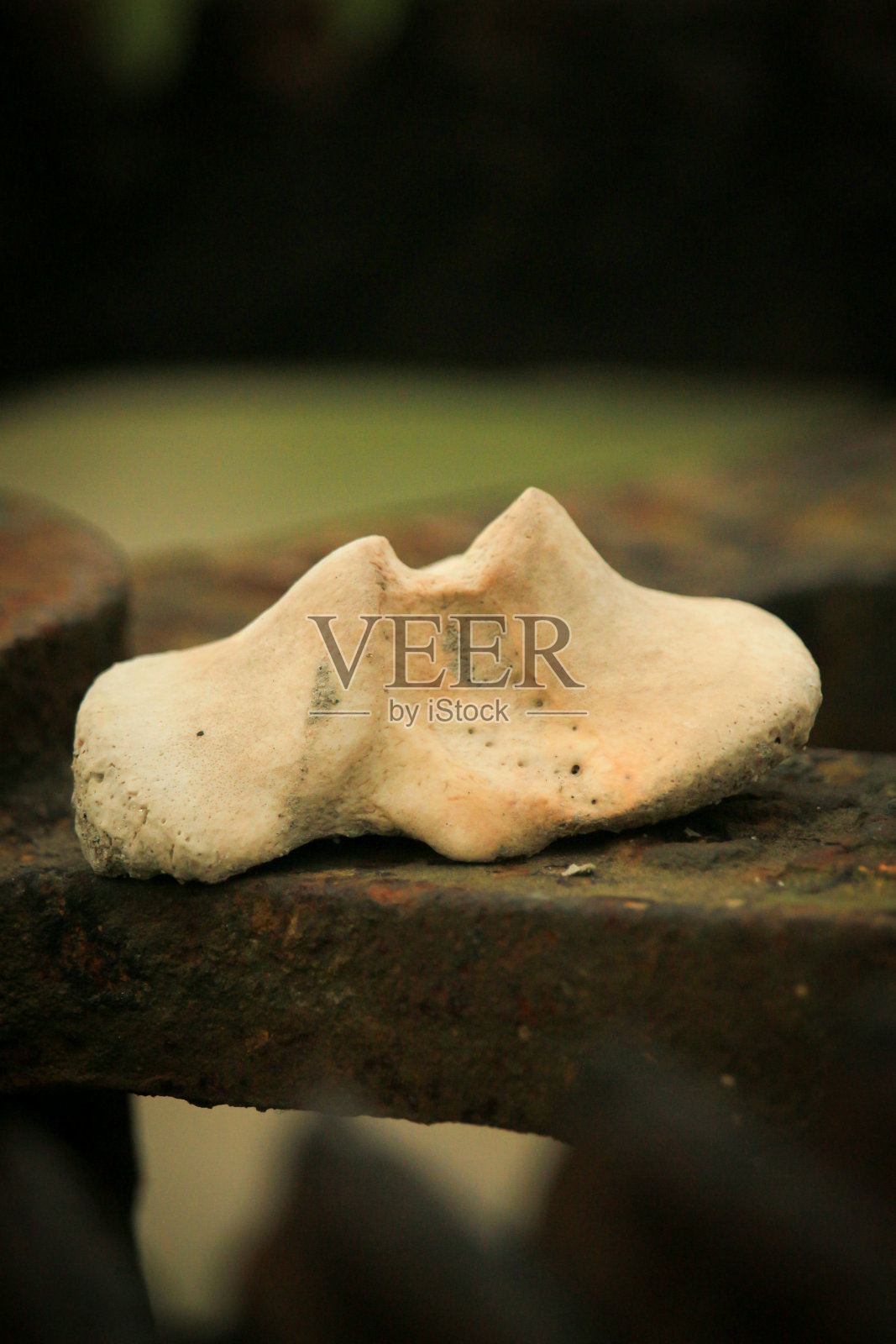 动物骨骼碎片的肖像照片摄影图片