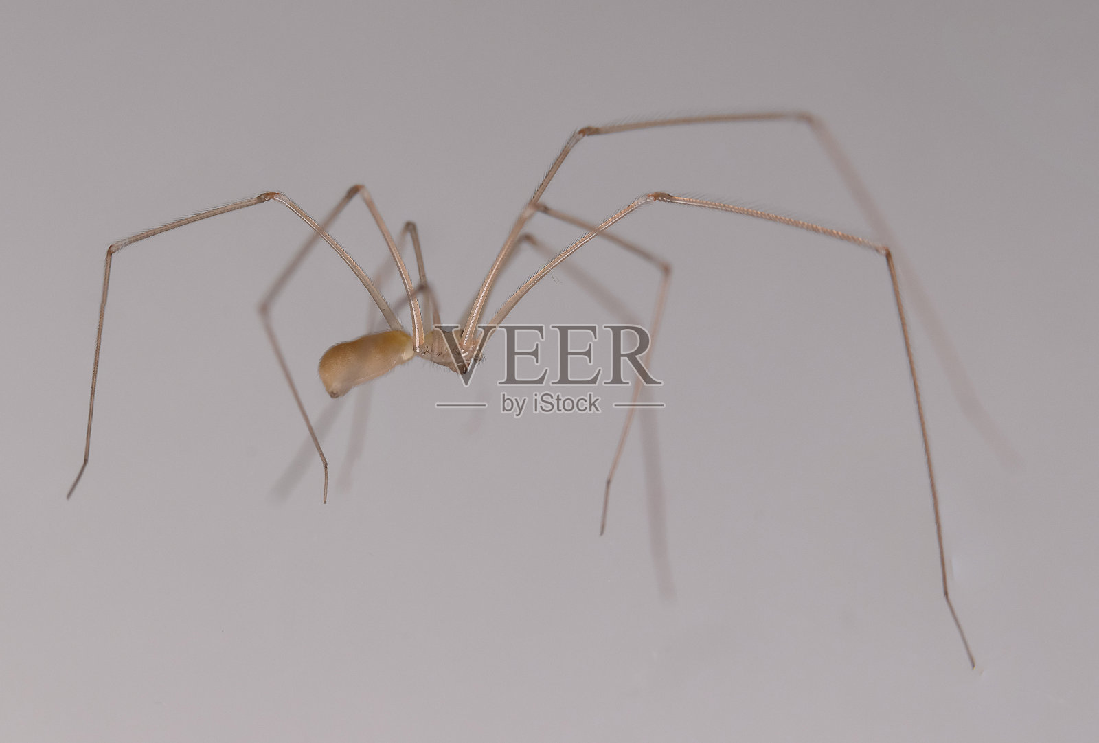 狼蛛科又名地窖蜘蛛照片摄影图片