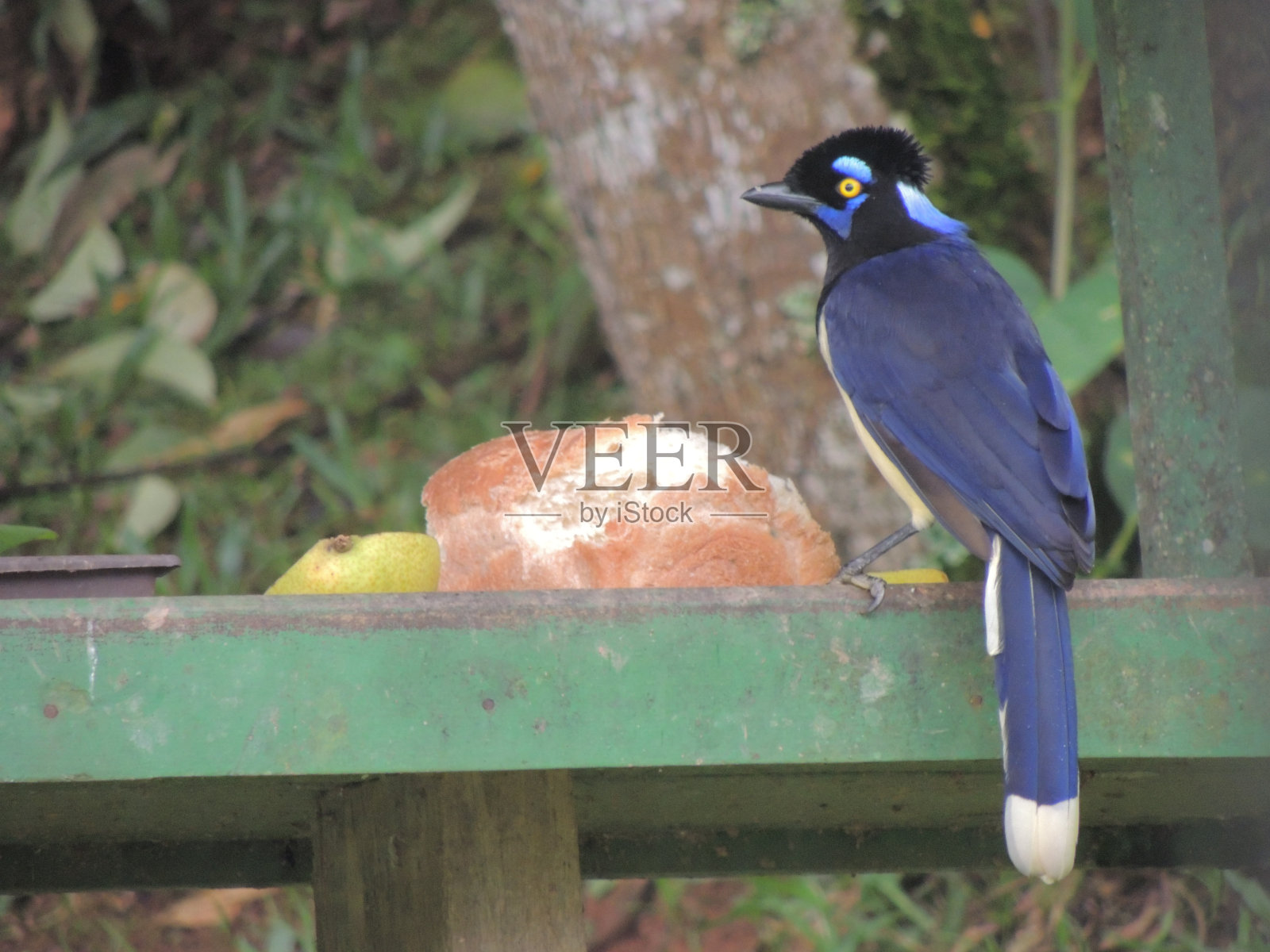 寒鸦照片摄影图片