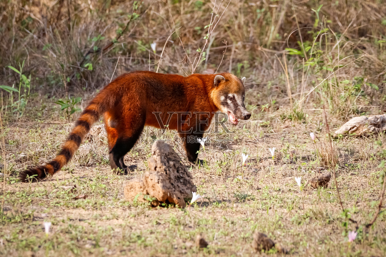 潘塔纳尔湿地，可爱的干草侧视图照片摄影图片